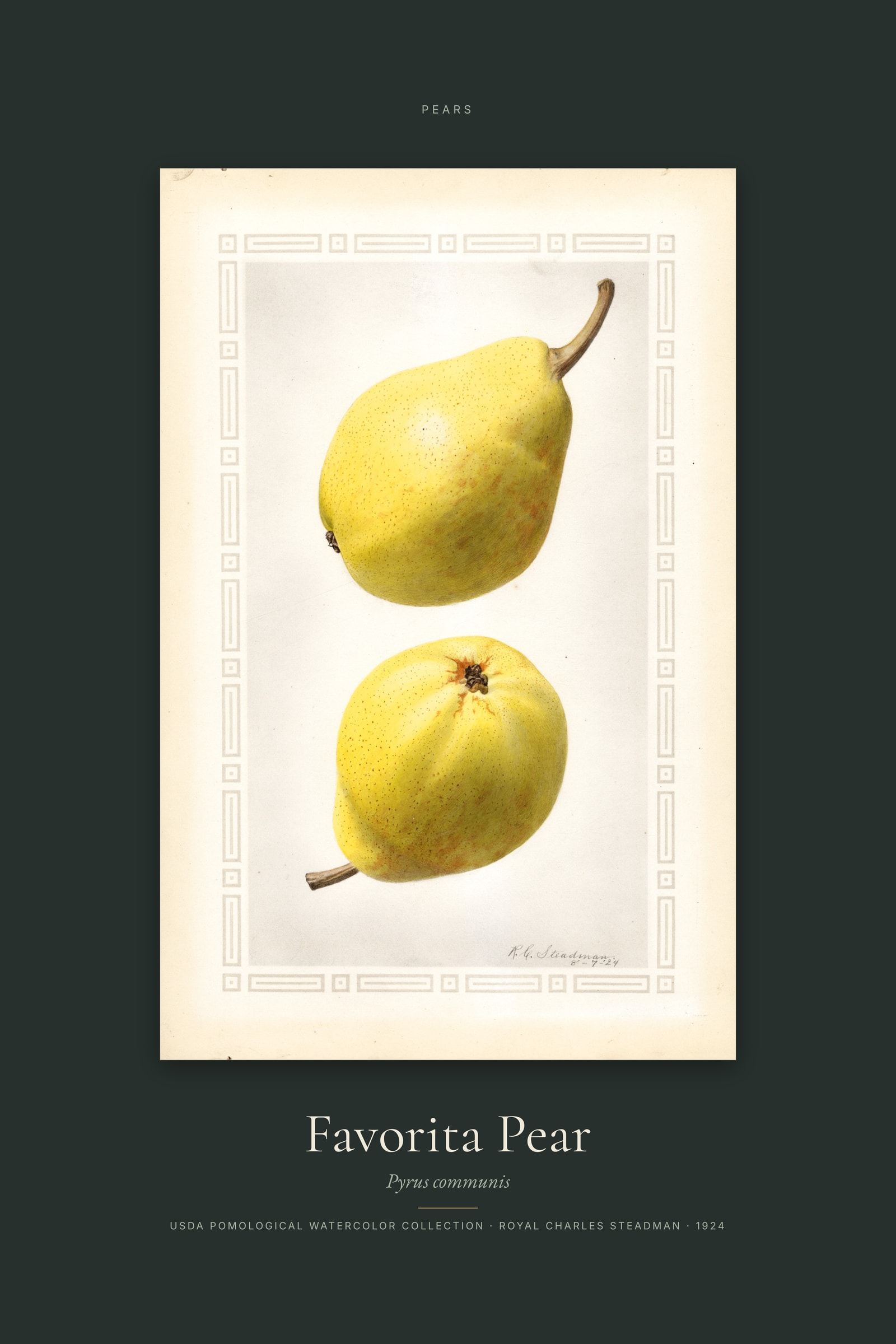 Favorita Pear — Specimen