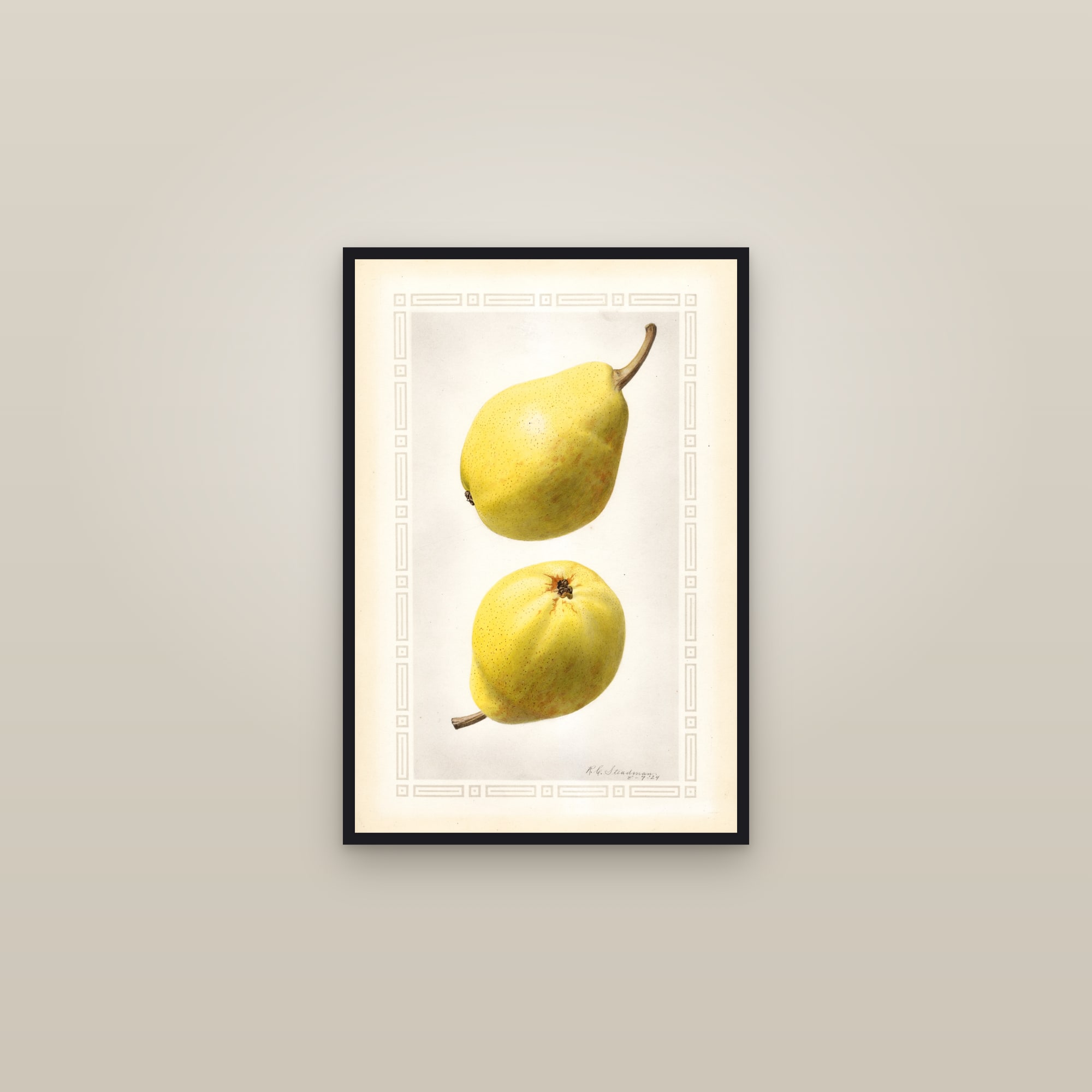 Favorita Pear — framed in a gallery setting