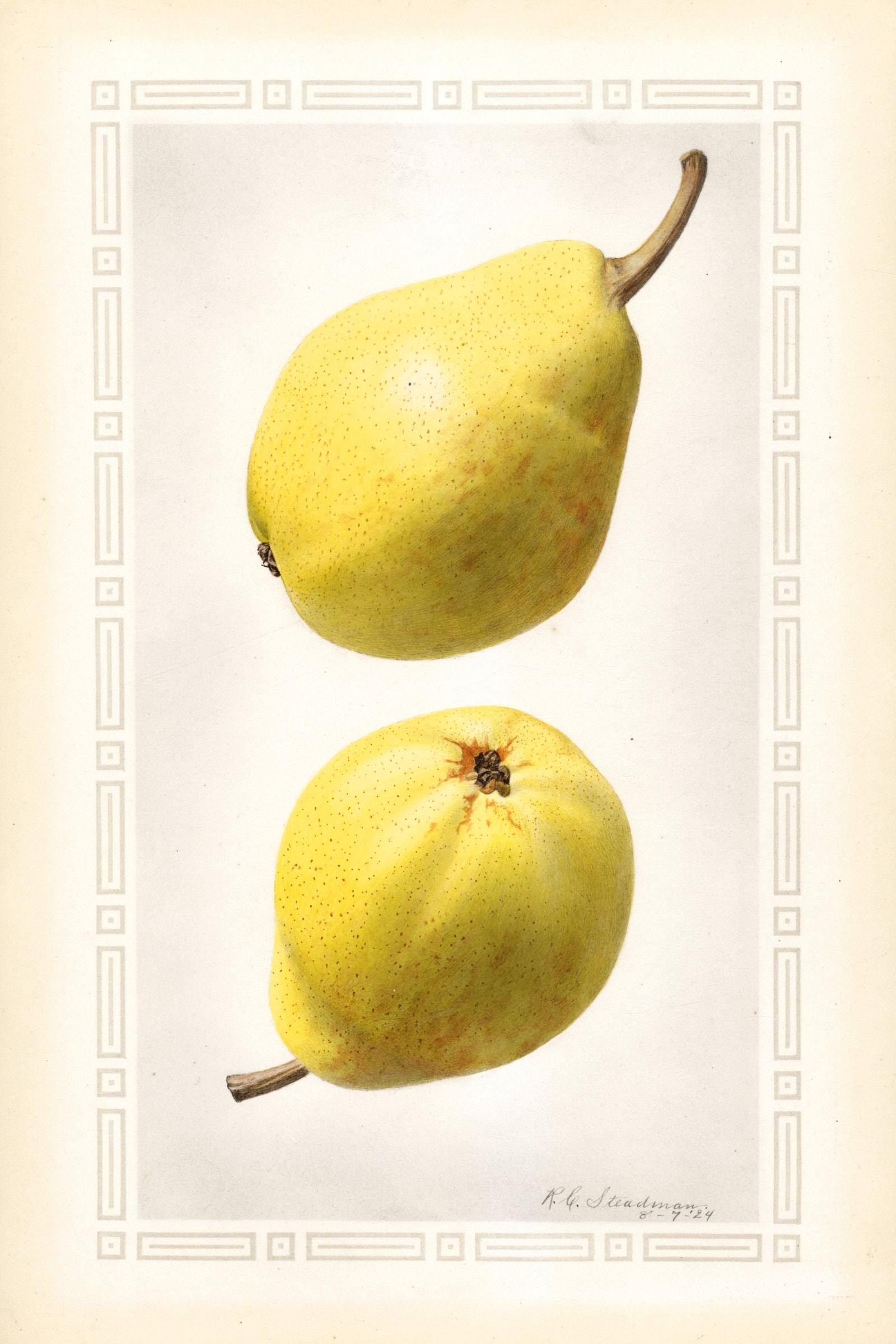 Favorita Pear