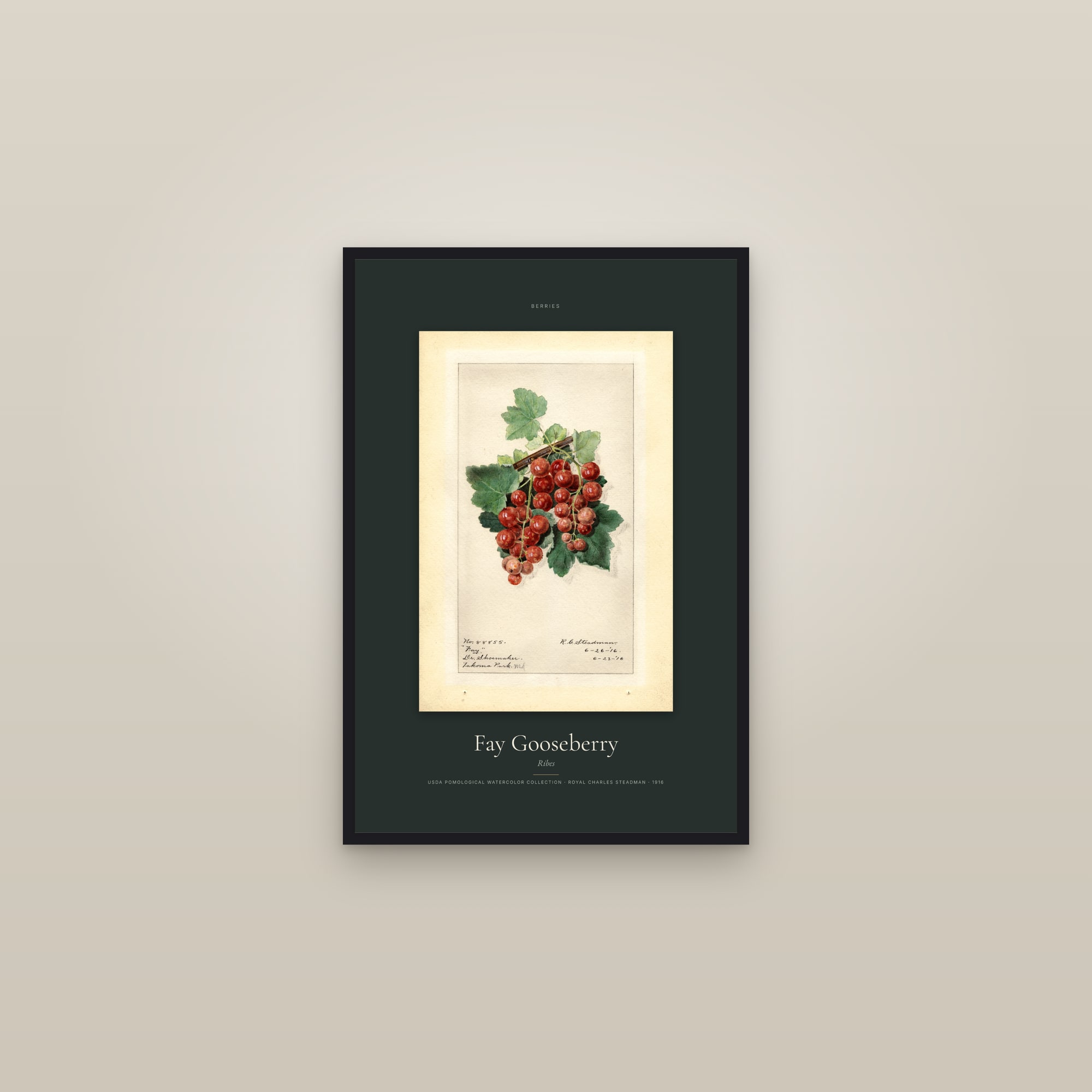 Fay Gooseberry — Specimen — framed in a gallery setting