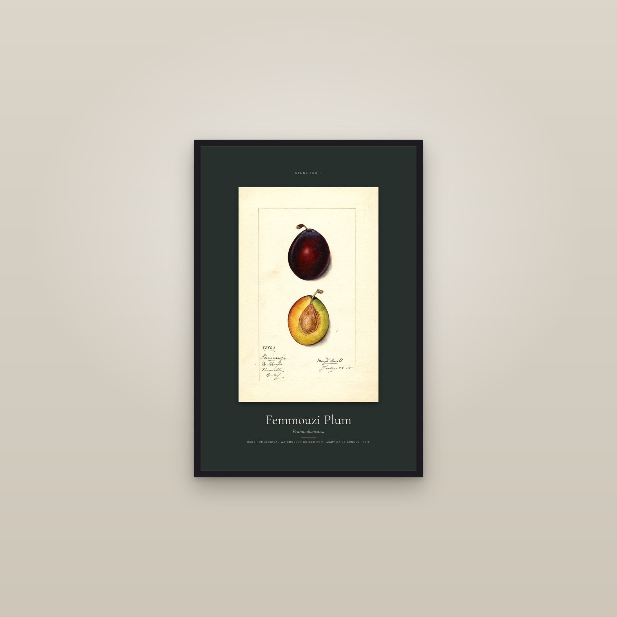 Femmouzi Plum — Specimen — framed in a gallery setting