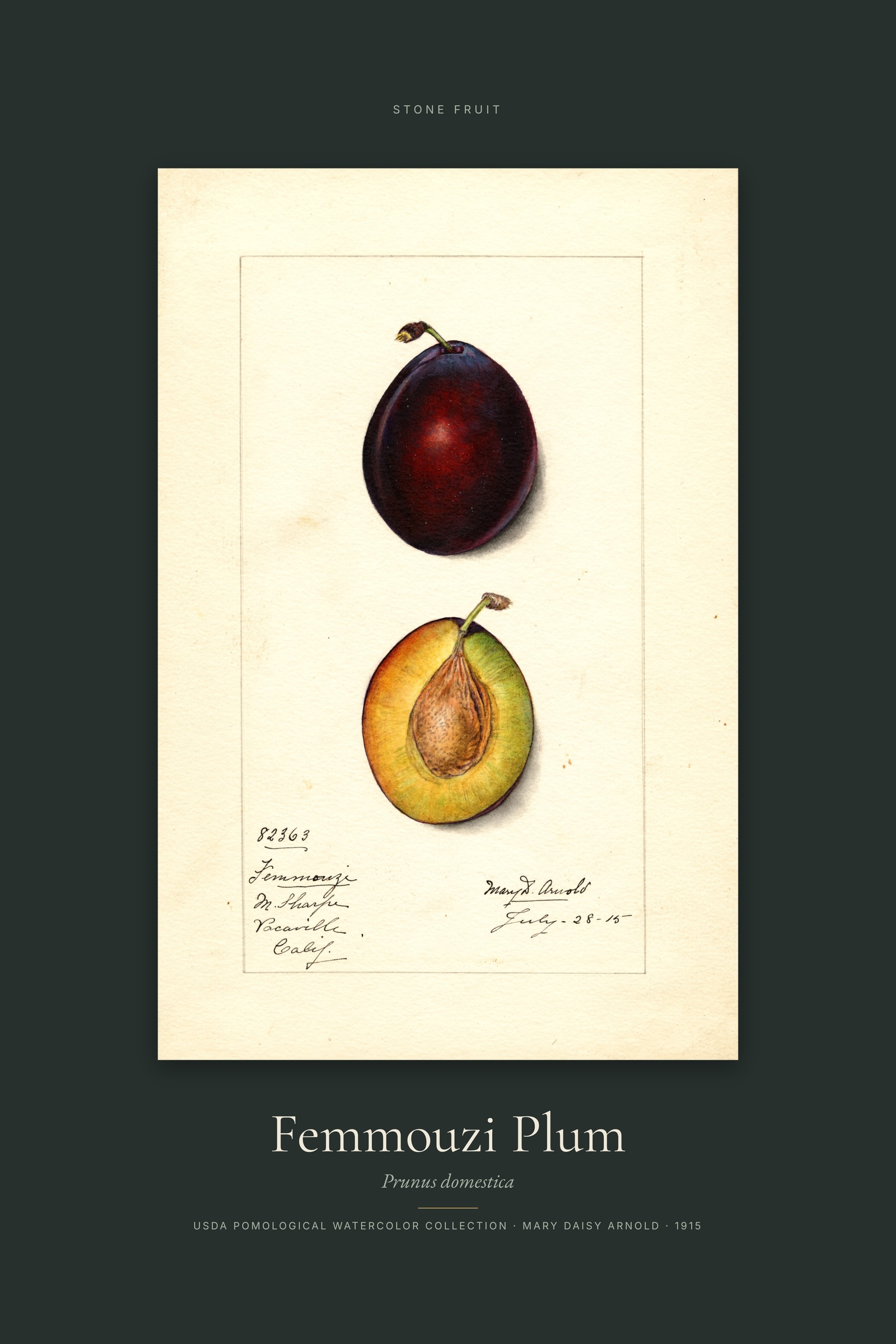 Femmouzi Plum — Specimen