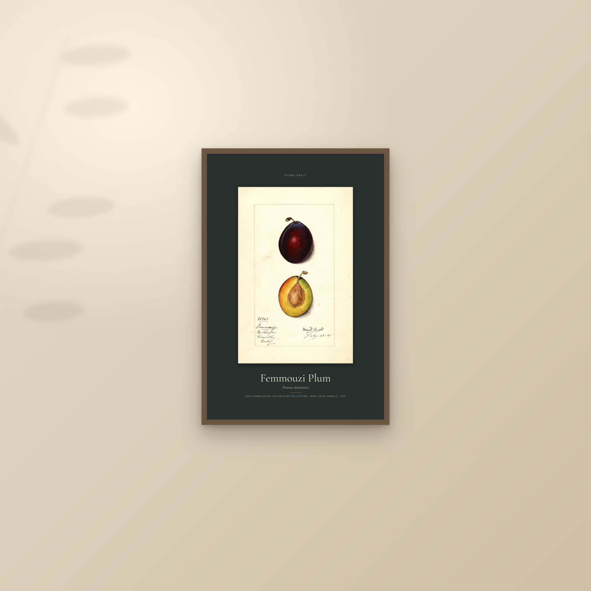 Femmouzi Plum — Specimen — framed and styled on a sunlit wall