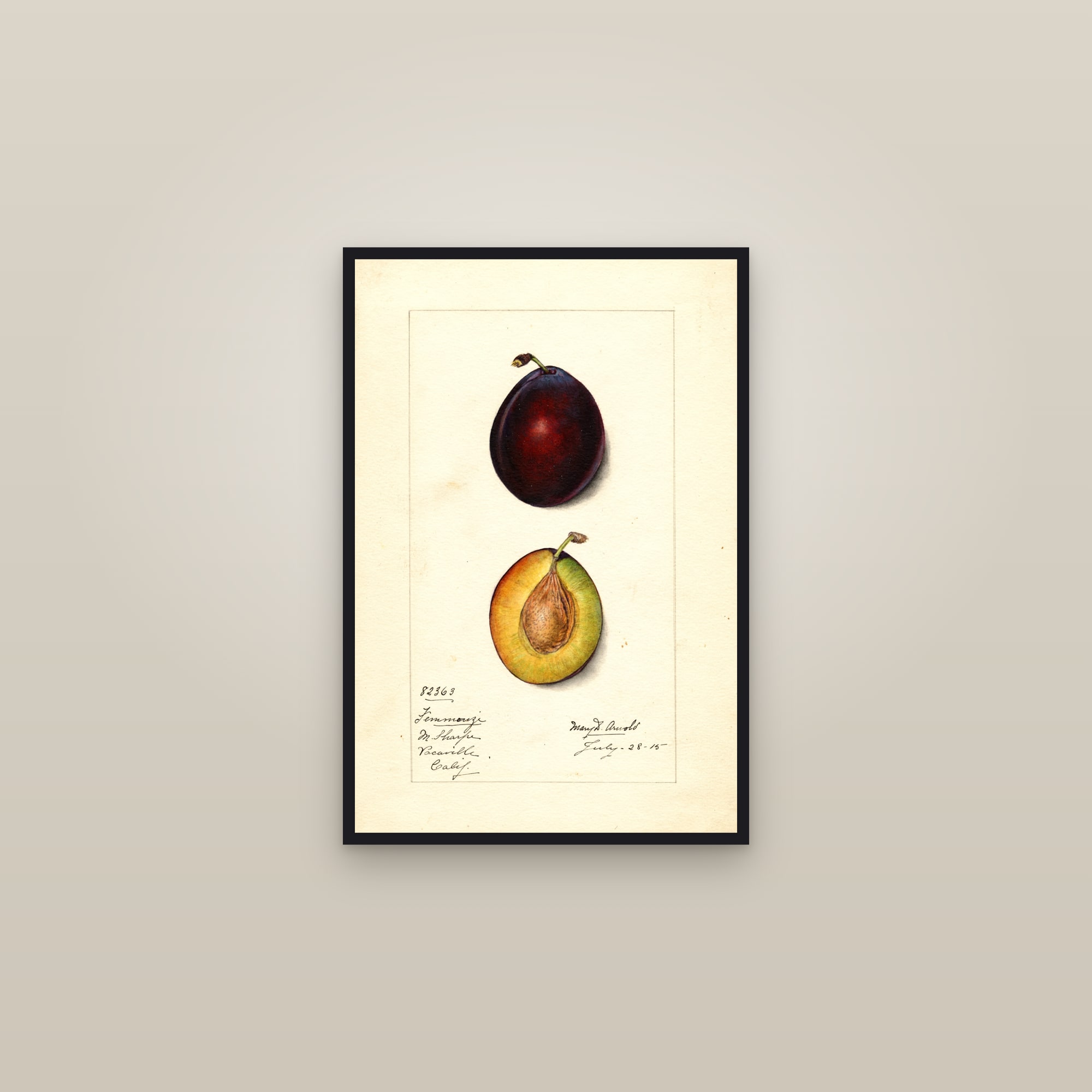 Femmouzi Plum — framed in a gallery setting