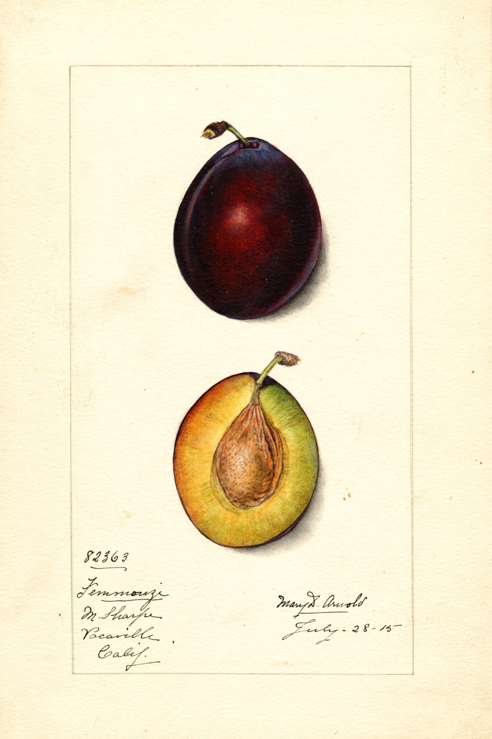 Femmouzi Plum