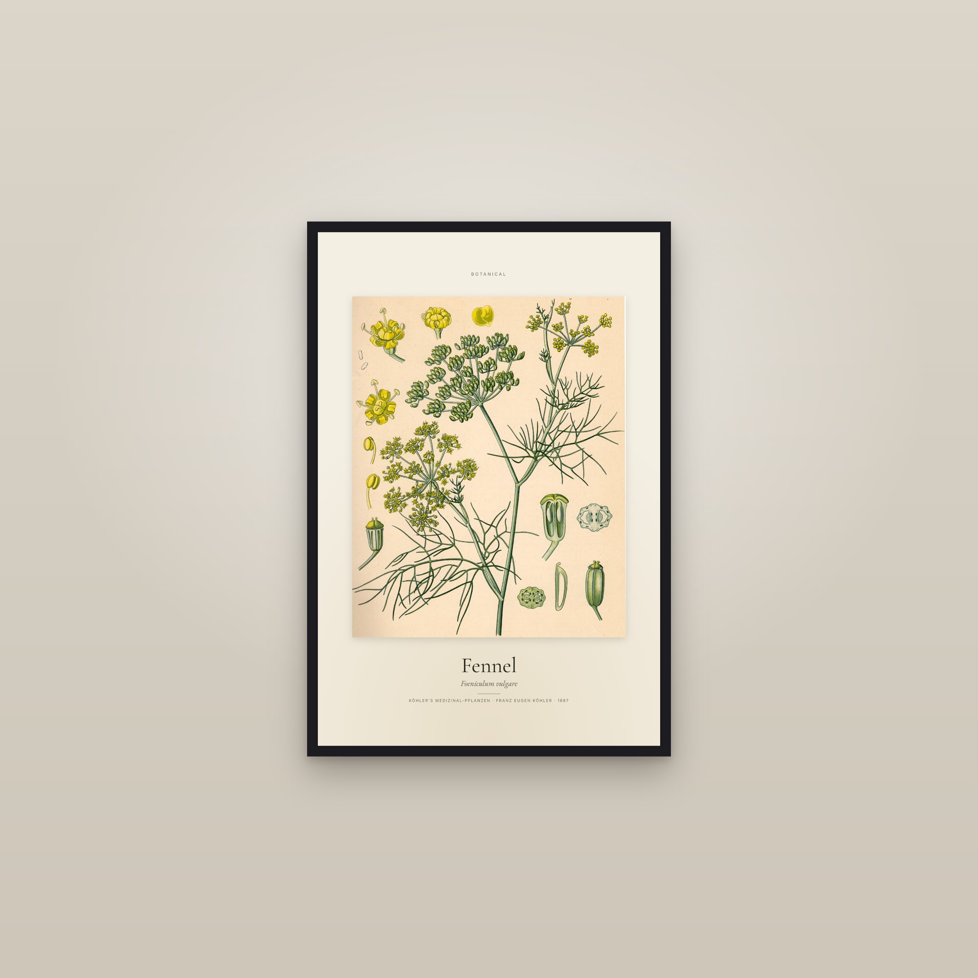 Fennel (Köhler) — Specimen — framed in a gallery setting