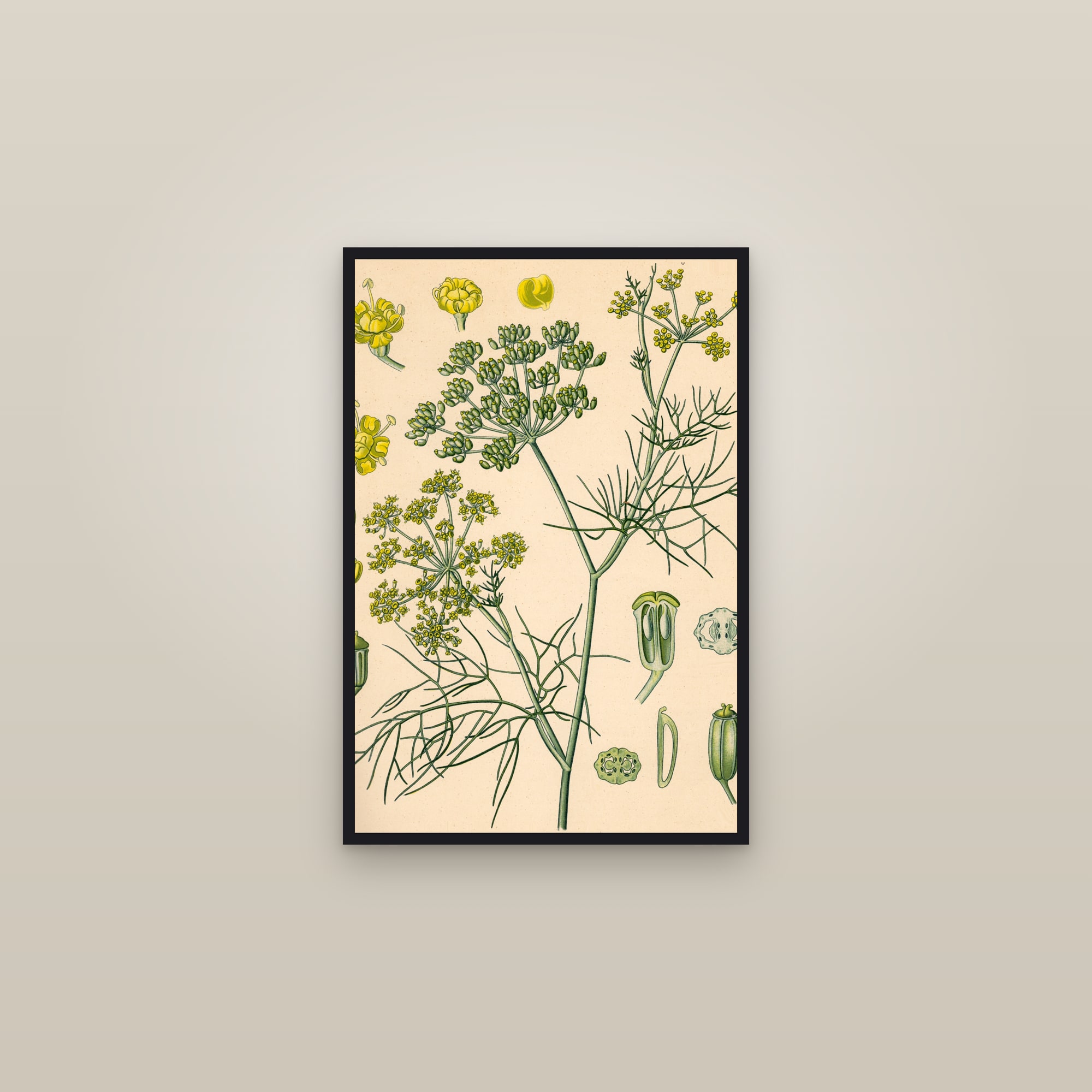 Fennel (Köhler) — framed in a gallery setting