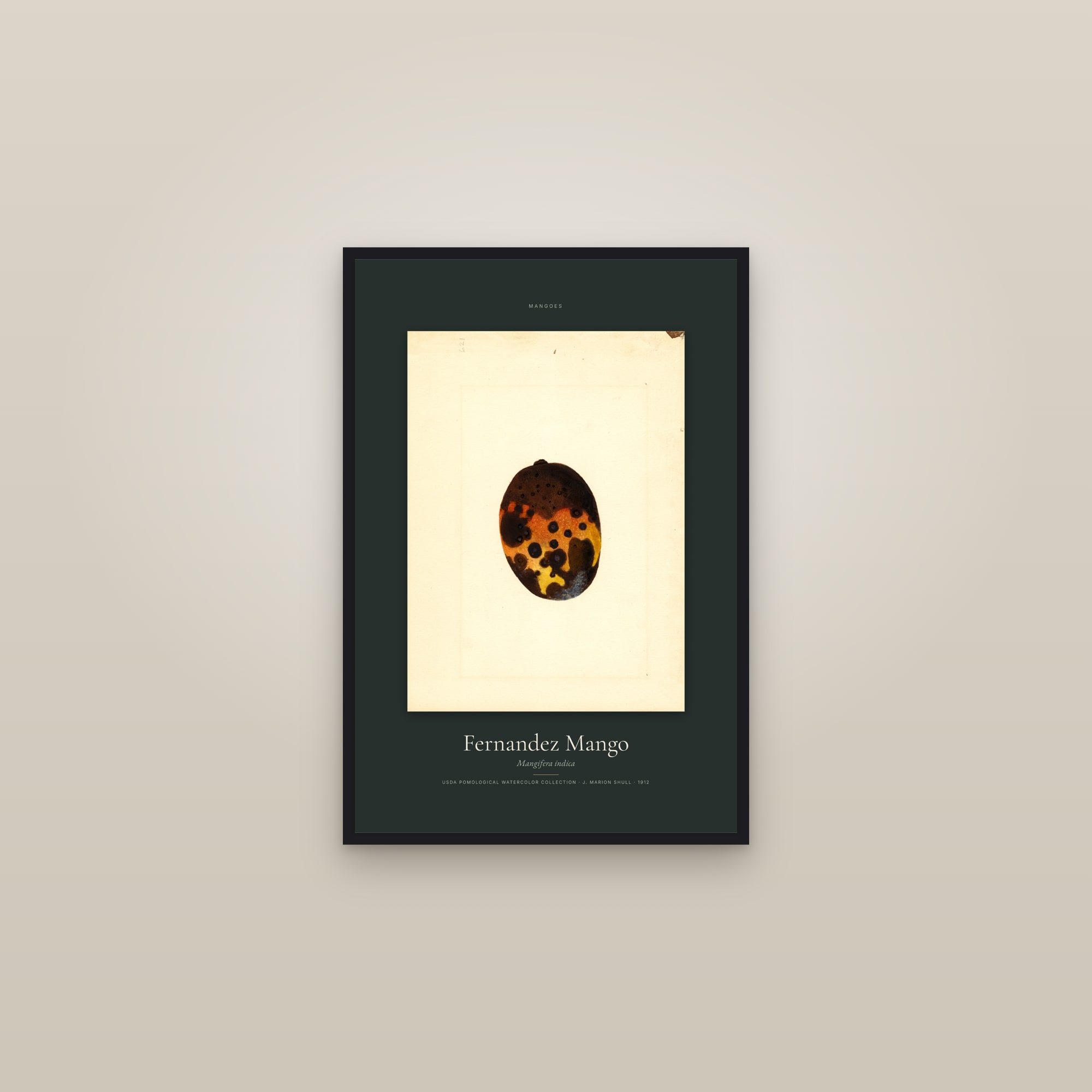 Fernandez Mango — Specimen — framed in a gallery setting