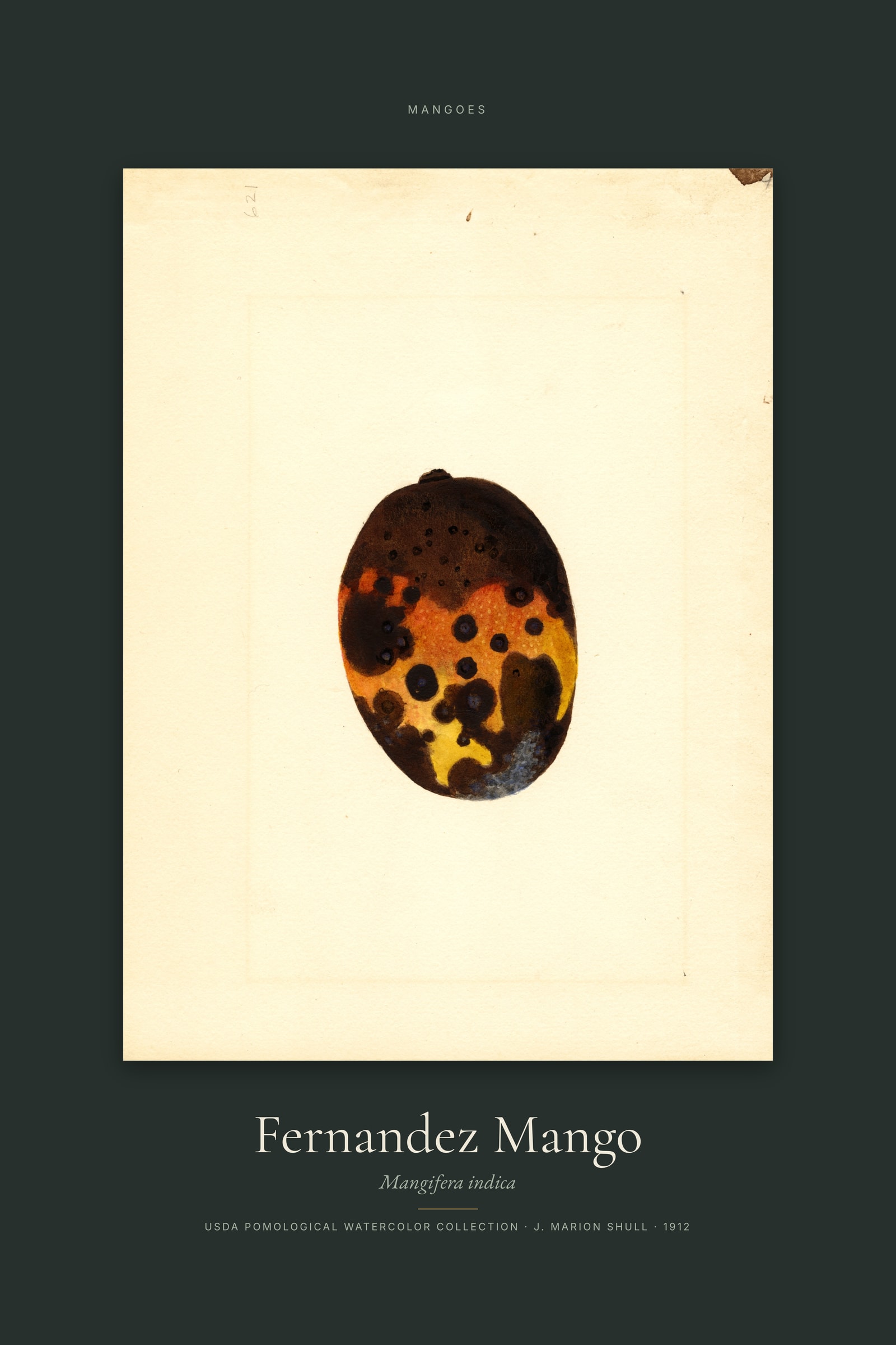 Fernandez Mango — Specimen
