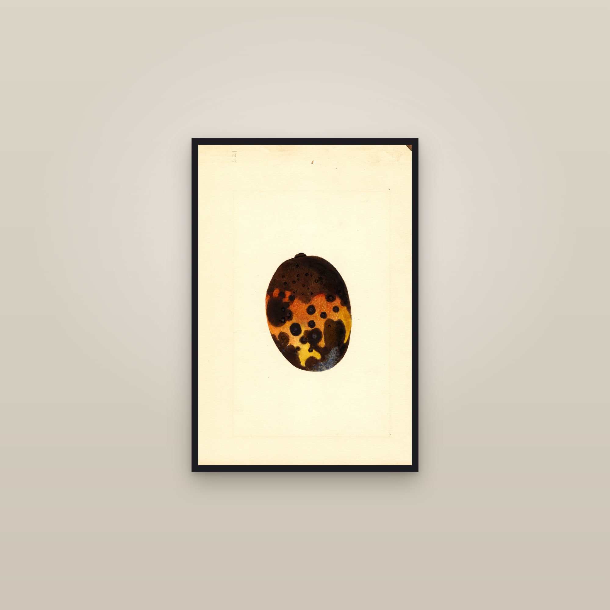 Fernandez Mango — framed in a gallery setting