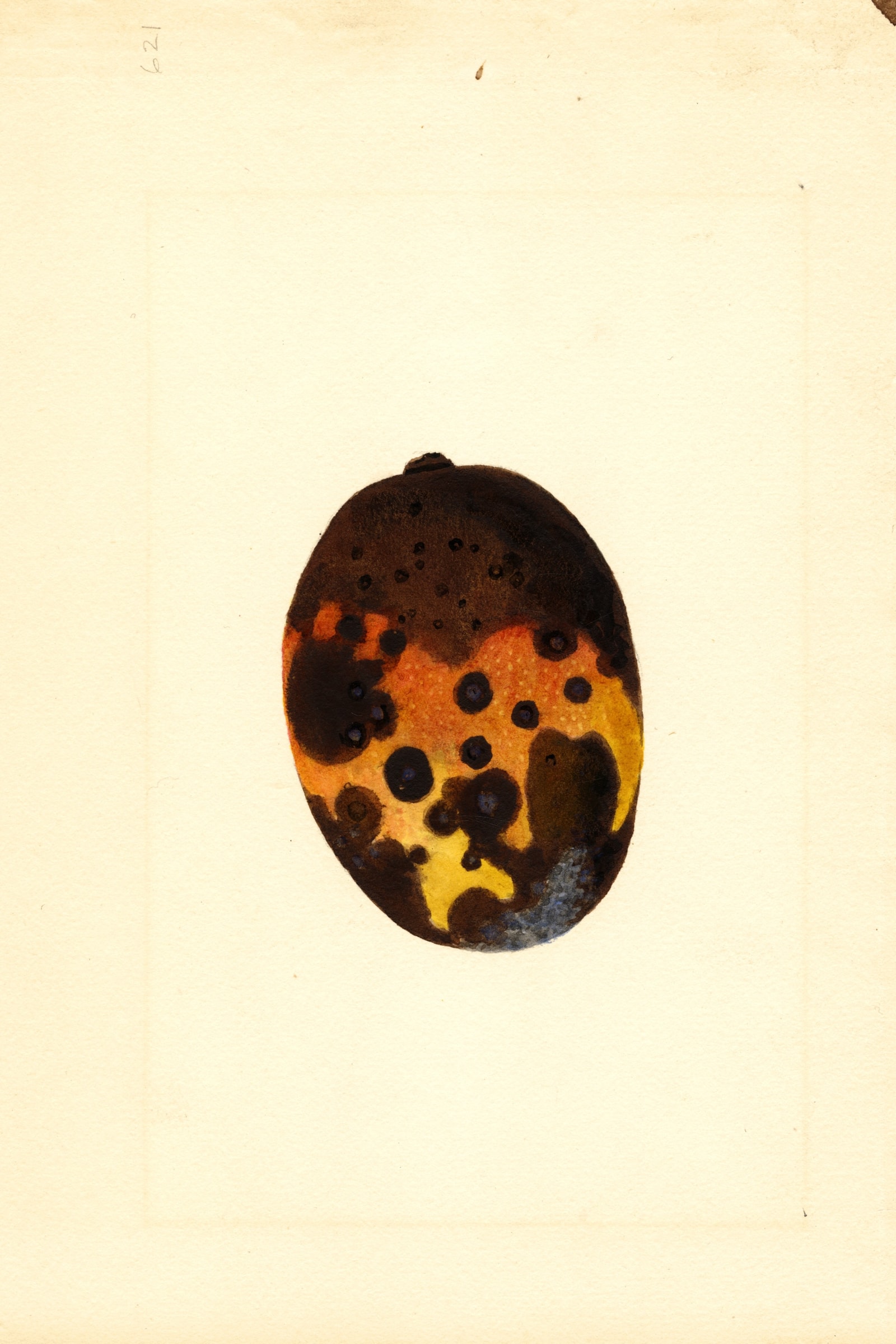 Fernandez Mango