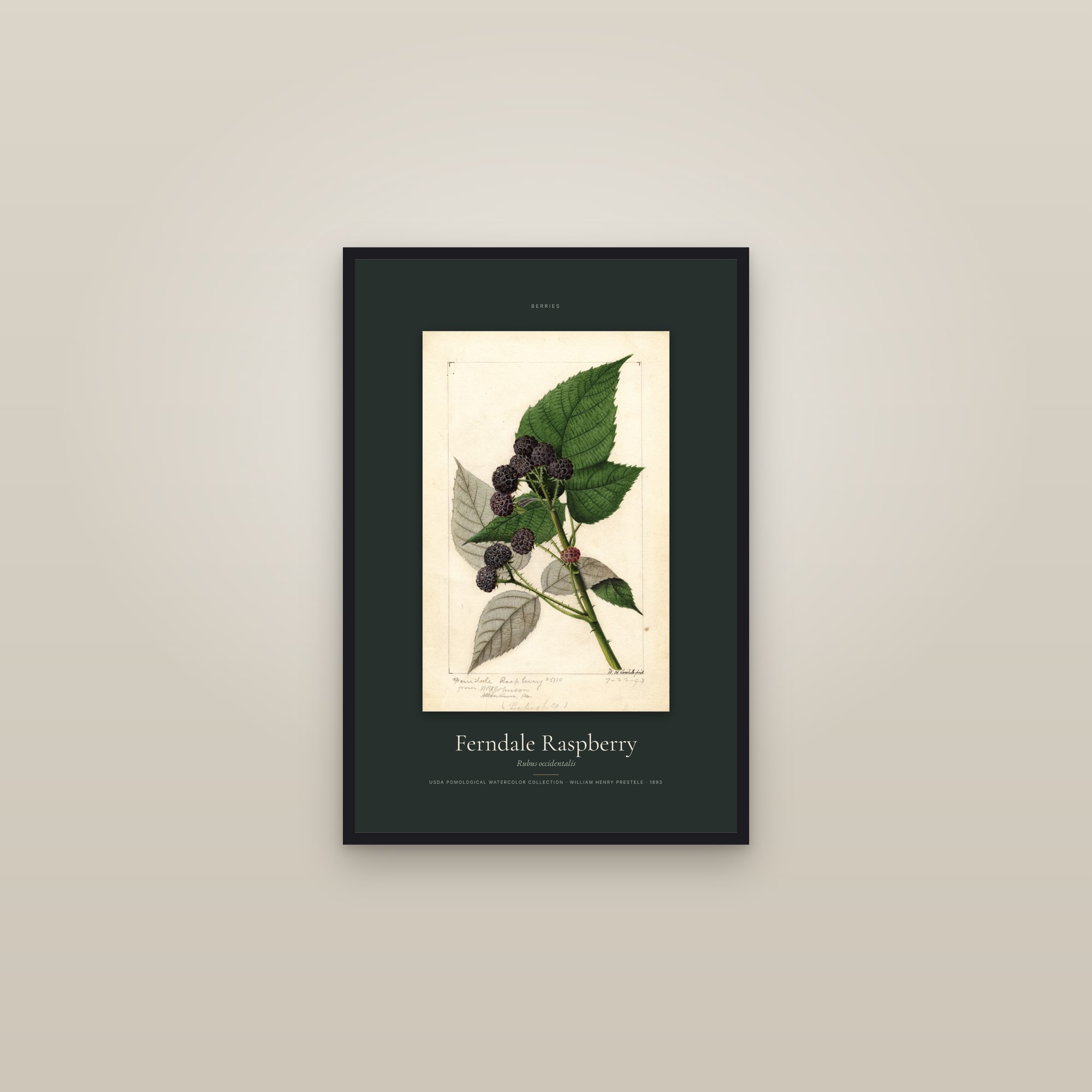 Ferndale Raspberry — Specimen — framed in a gallery setting