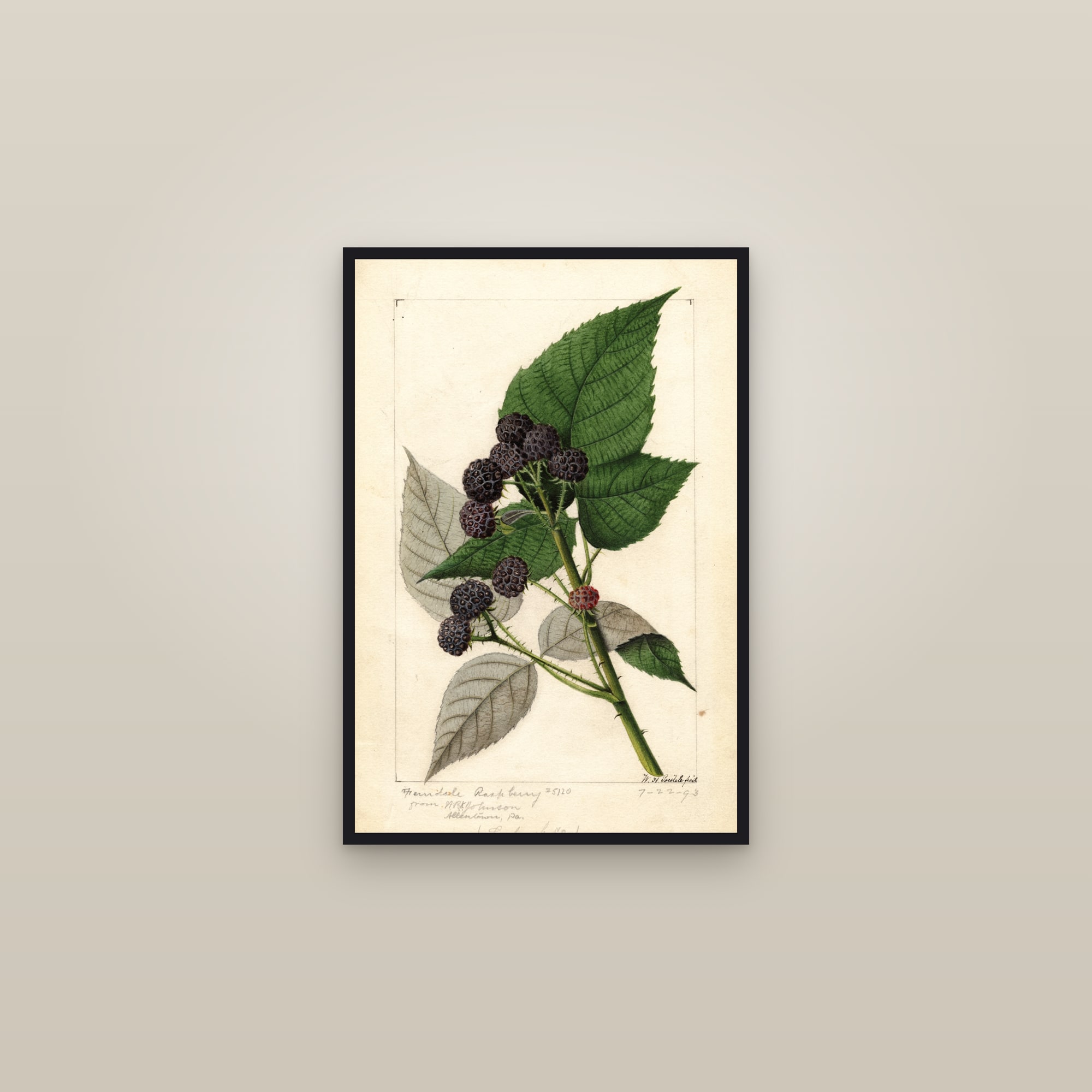 Ferndale Raspberry — framed in a gallery setting