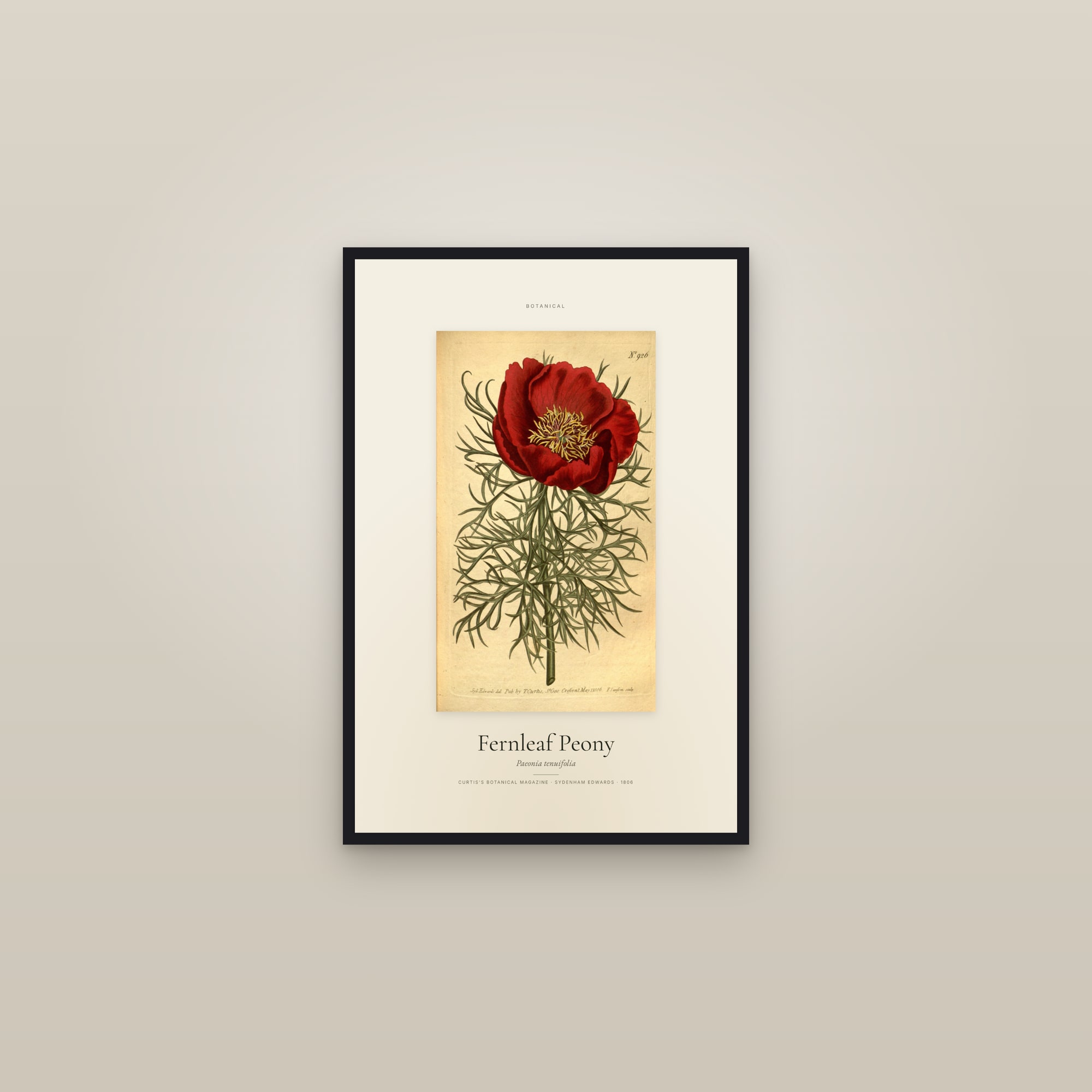 Fernleaf Peony — Specimen — framed in a gallery setting