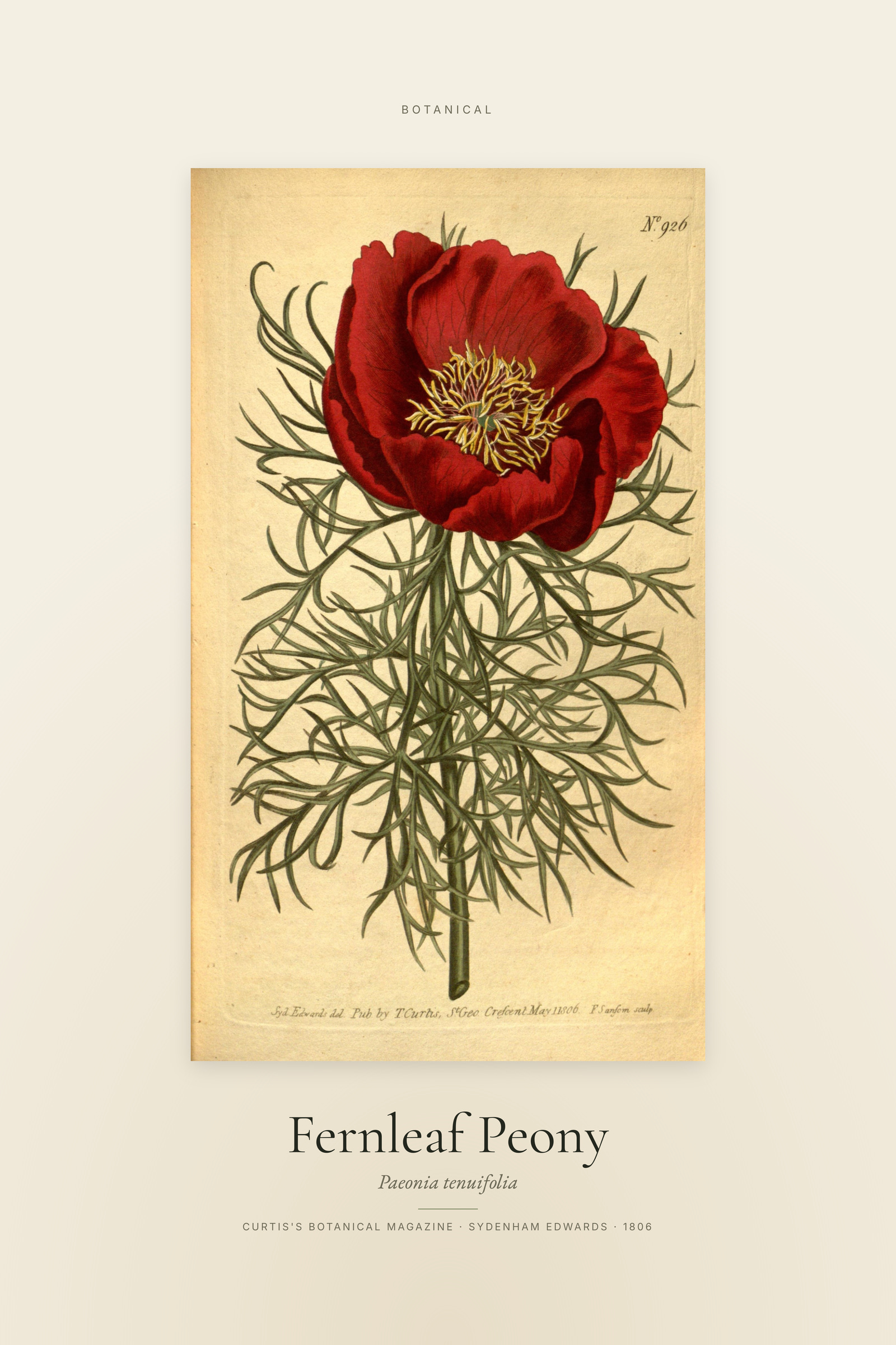 Fernleaf Peony — Specimen