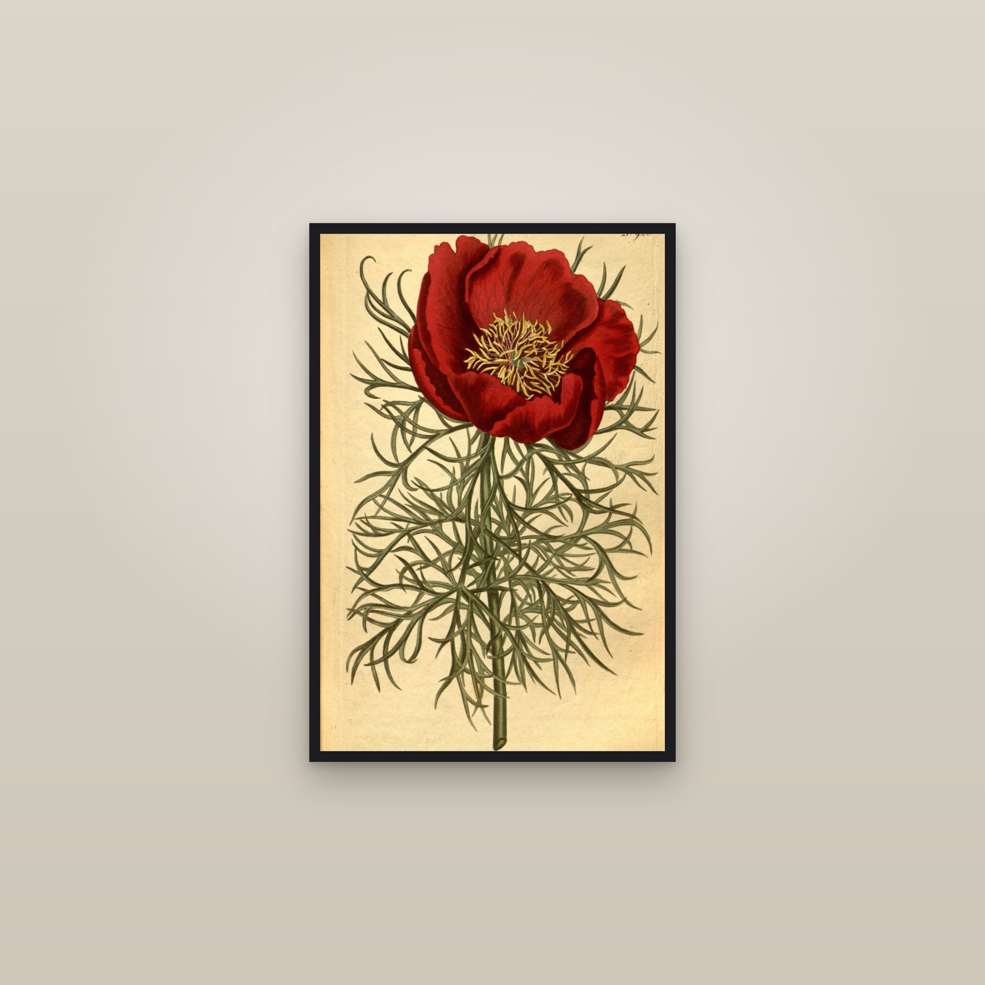 Fernleaf Peony — framed in a gallery setting