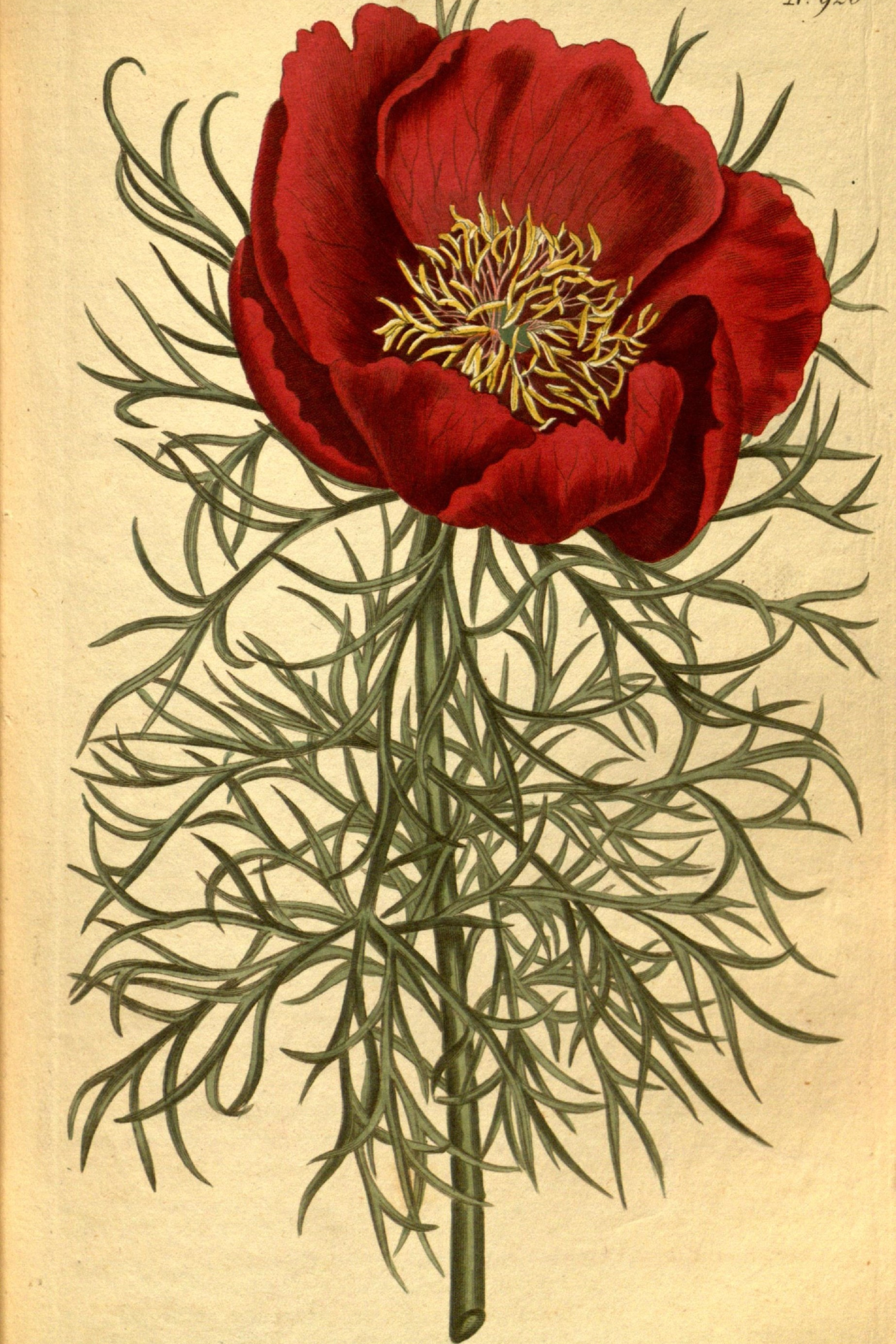 Fernleaf Peony