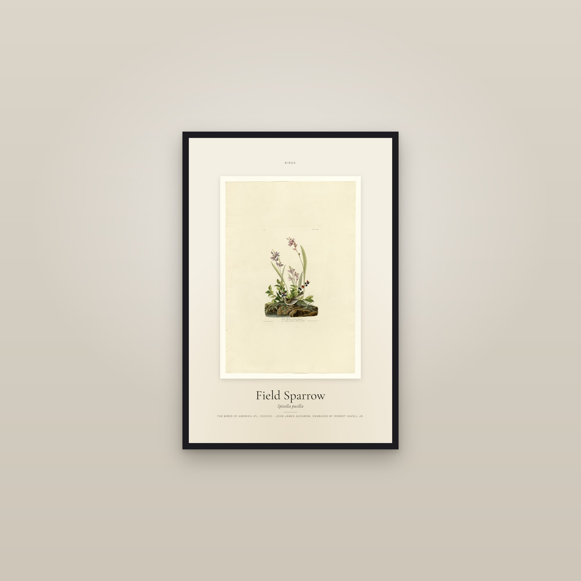 Field Sparrow — Specimen — framed in a gallery setting