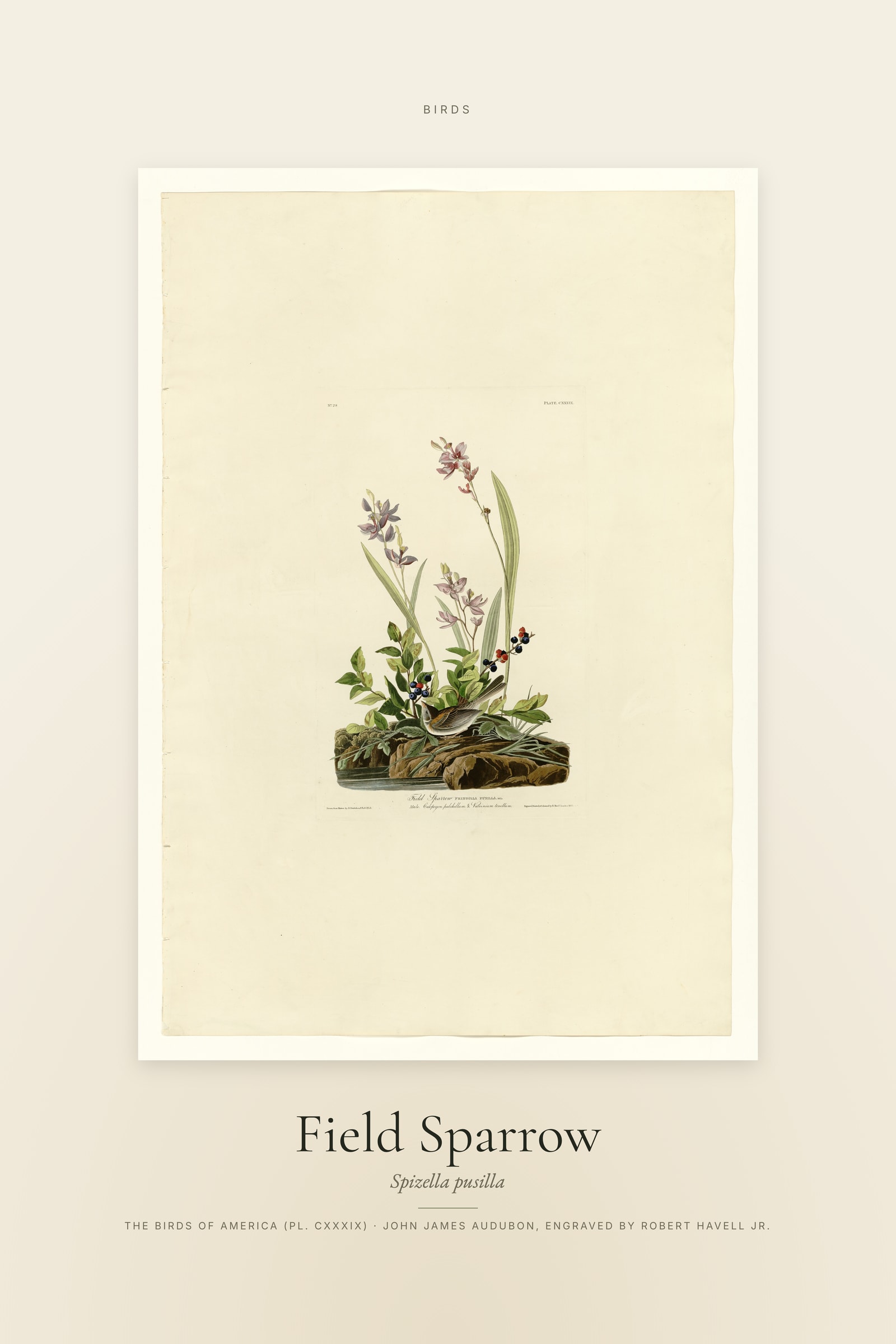 Field Sparrow — Specimen