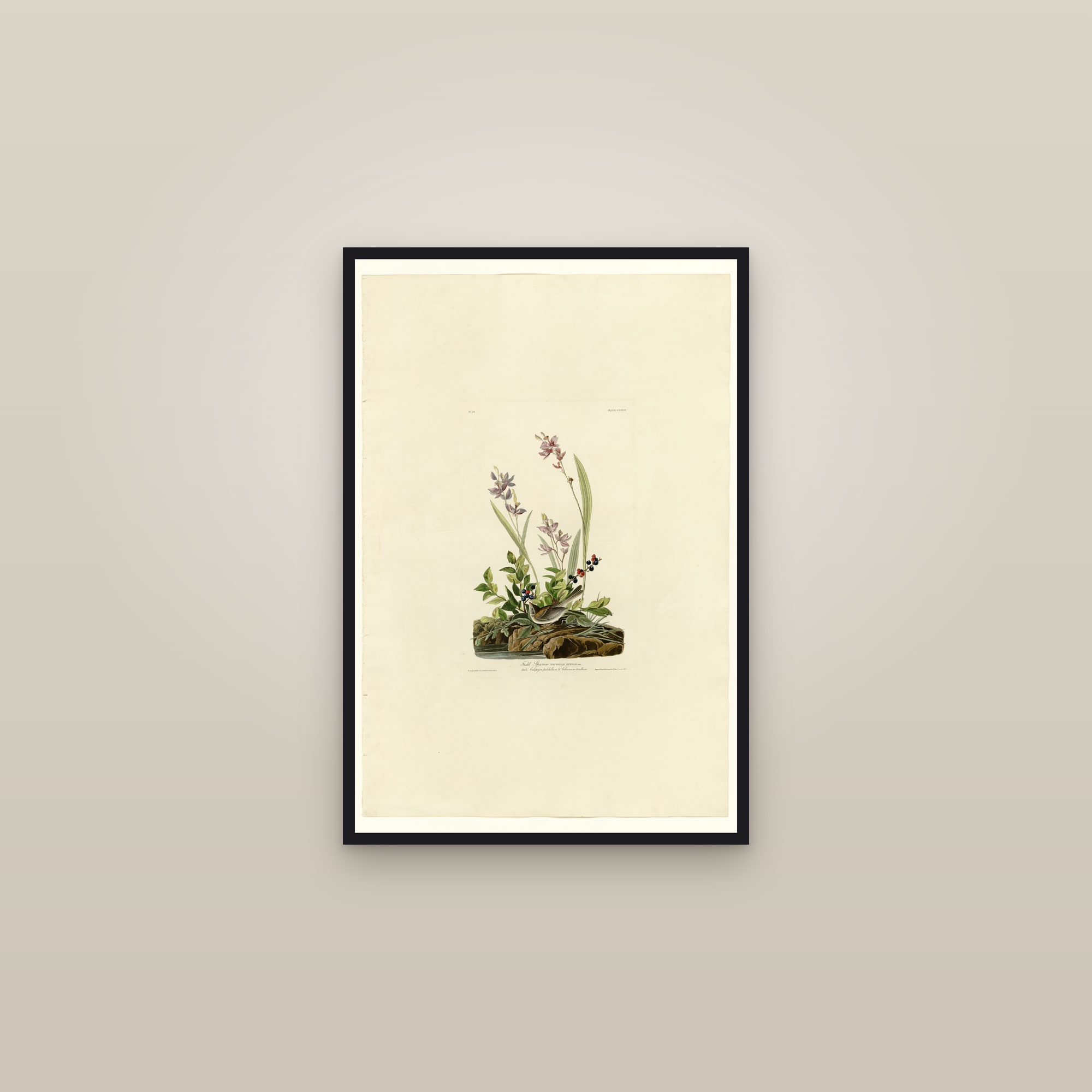 Field Sparrow — framed in a gallery setting
