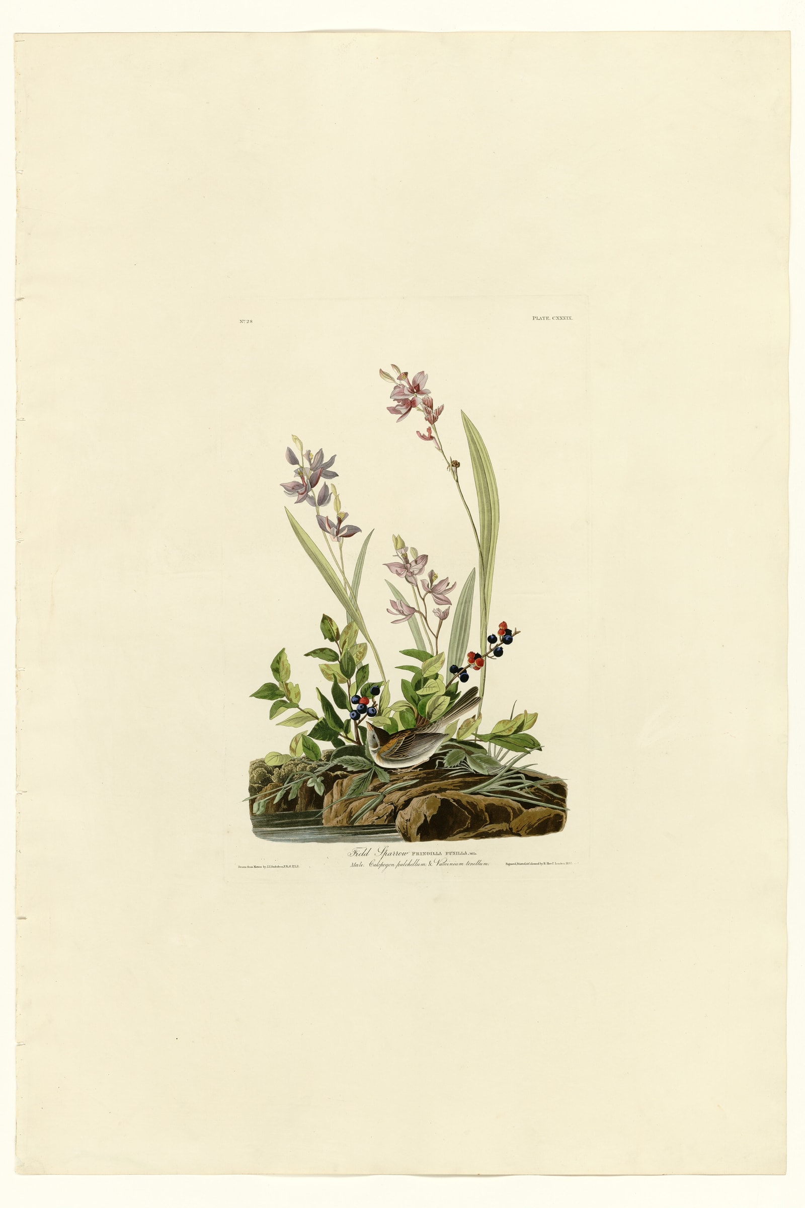 Field Sparrow