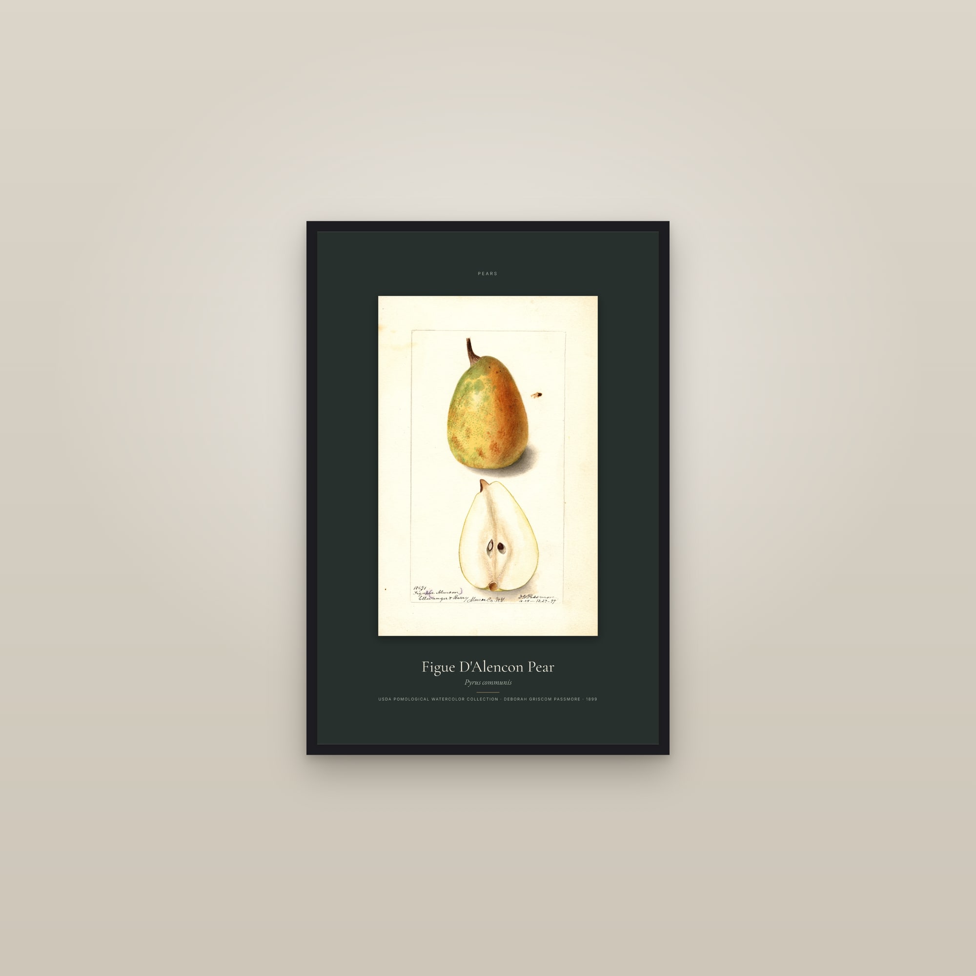 Figue D'Alencon Pear — Specimen — framed in a gallery setting