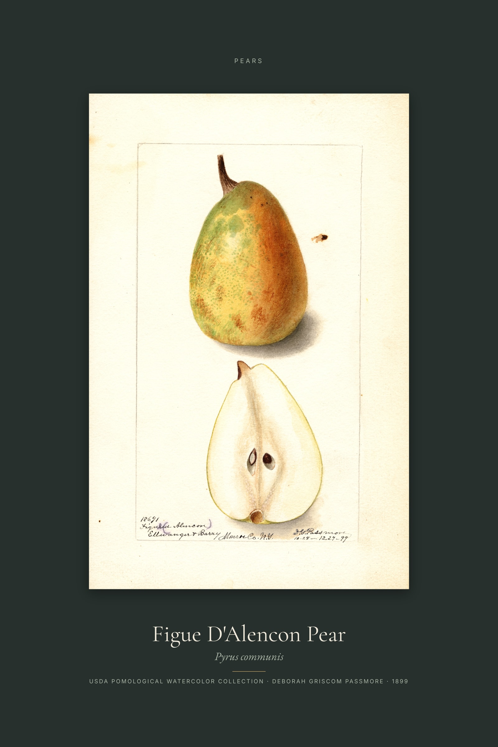 Figue D'Alencon Pear — Specimen