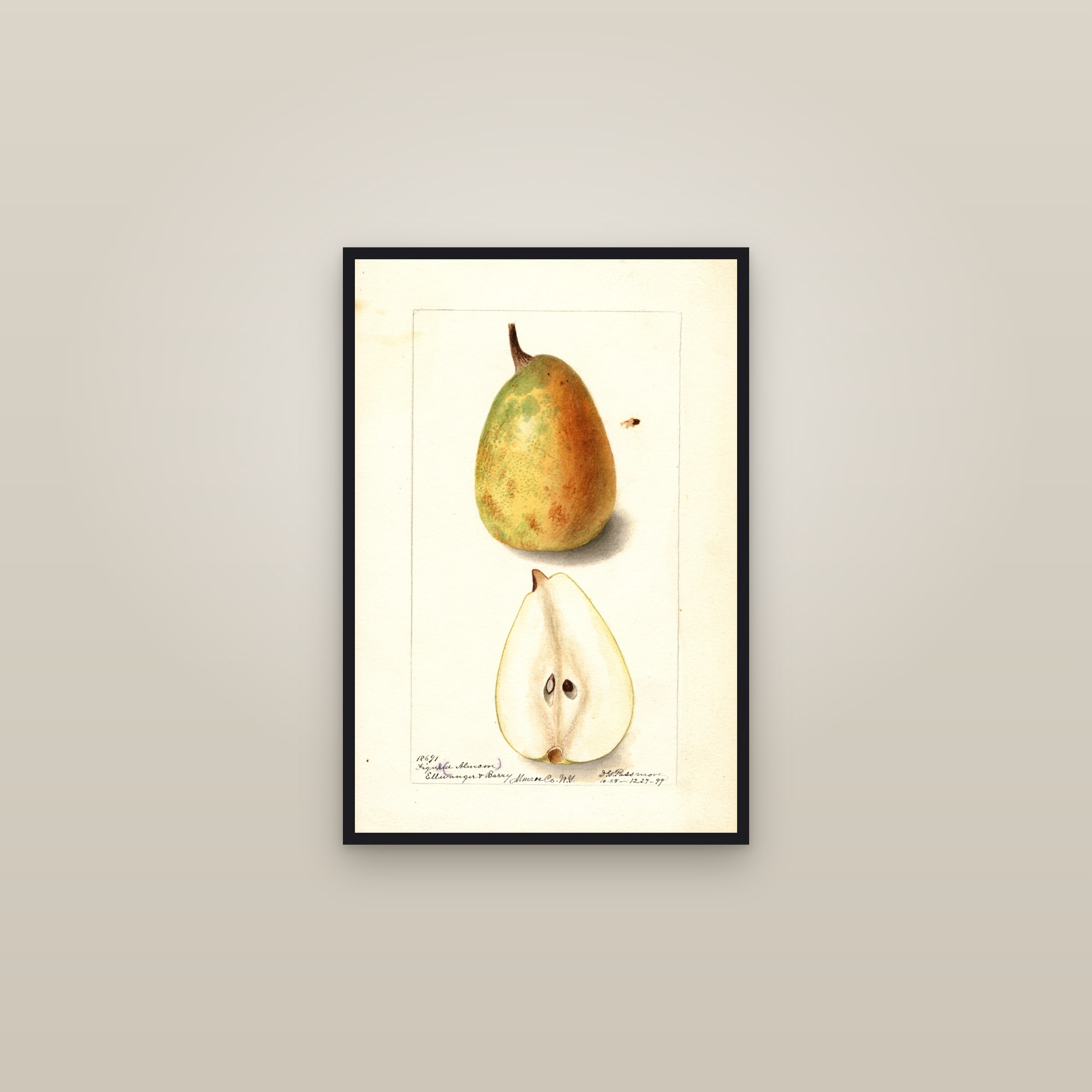 Figue D'Alencon Pear — framed in a gallery setting