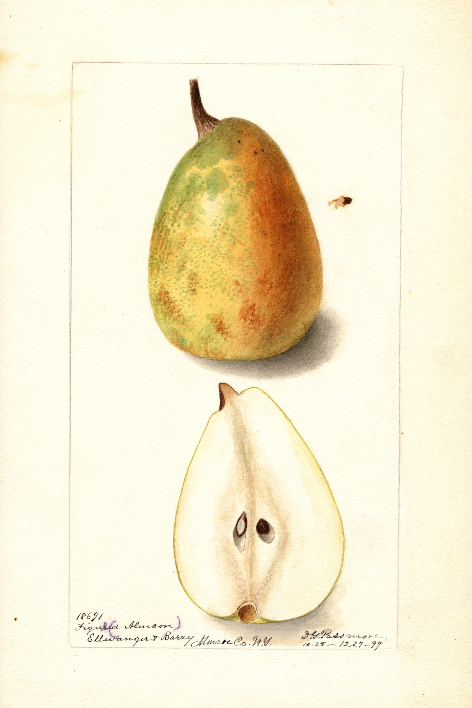 Figue D'Alencon Pear
