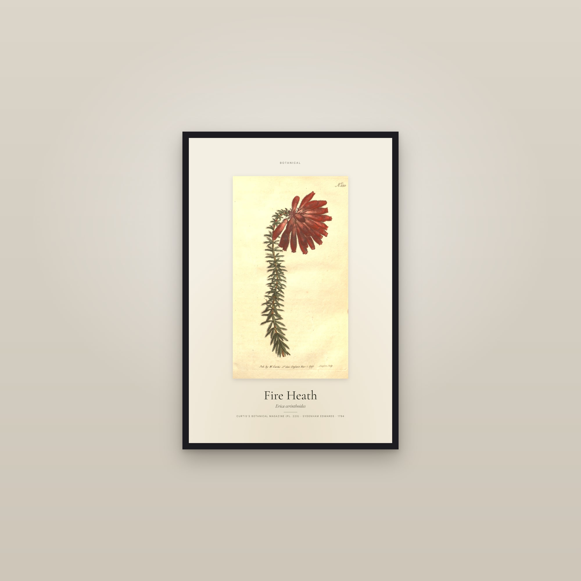Fire Heath — Specimen — framed in a gallery setting