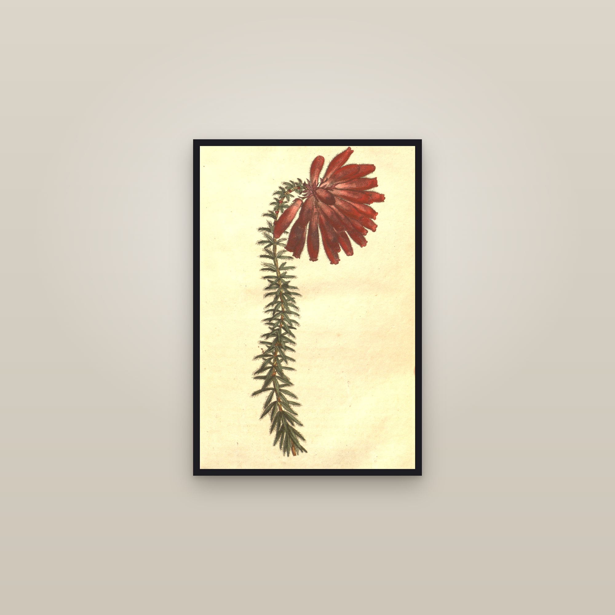 Fire Heath — framed in a gallery setting