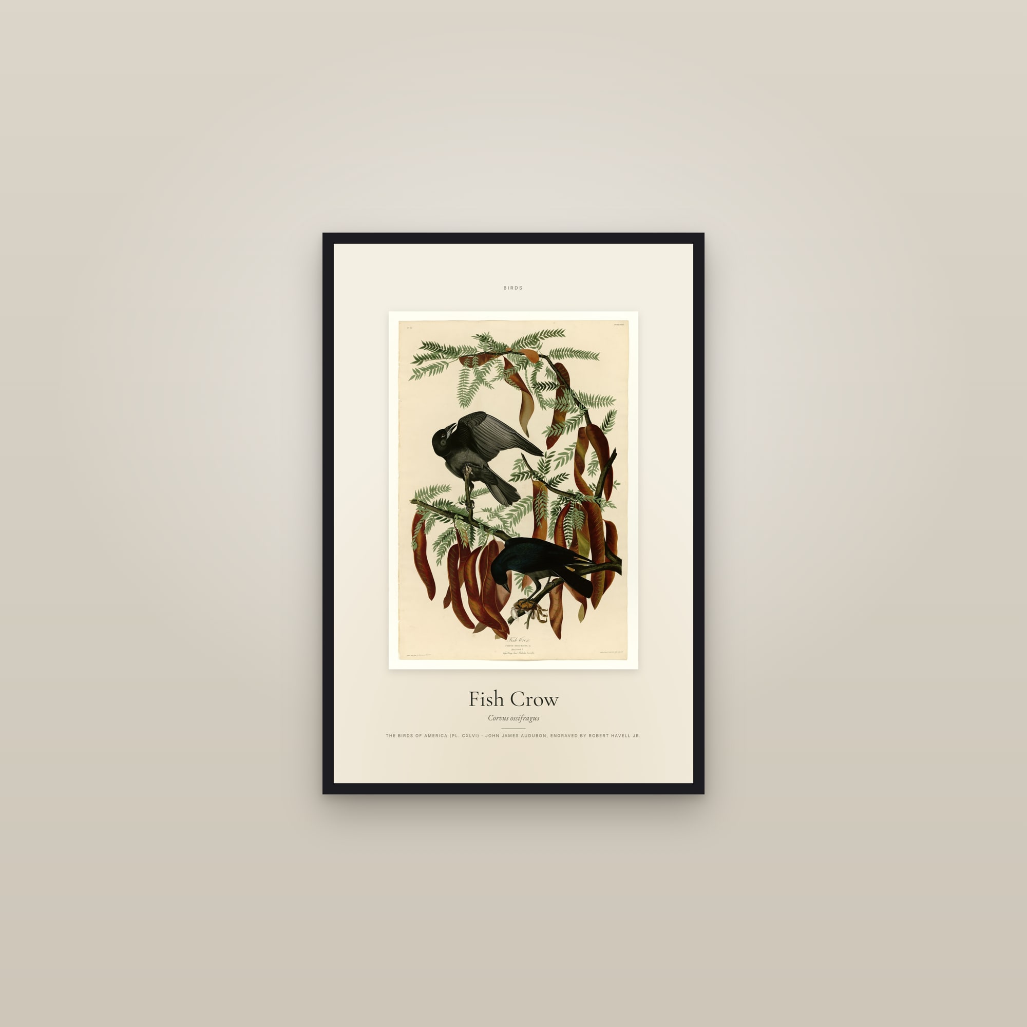 Fish Crow — Specimen — framed in a gallery setting