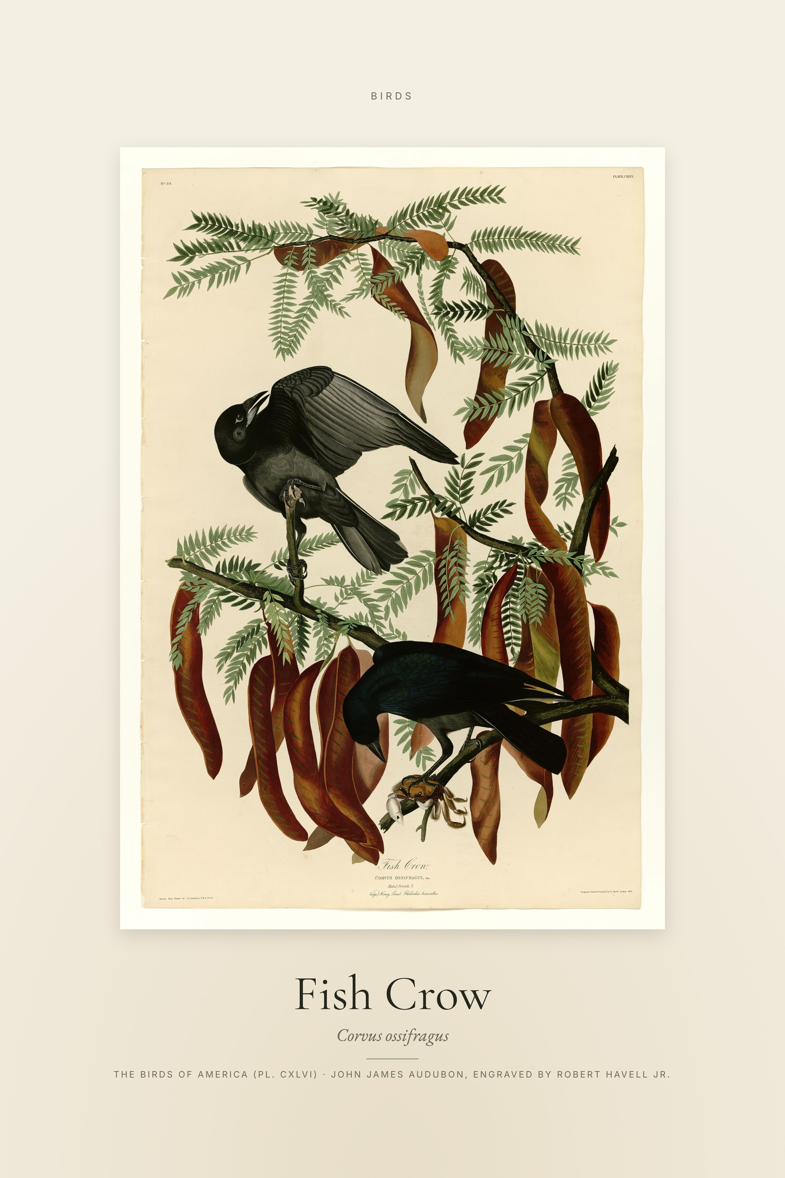 Fish Crow — Specimen