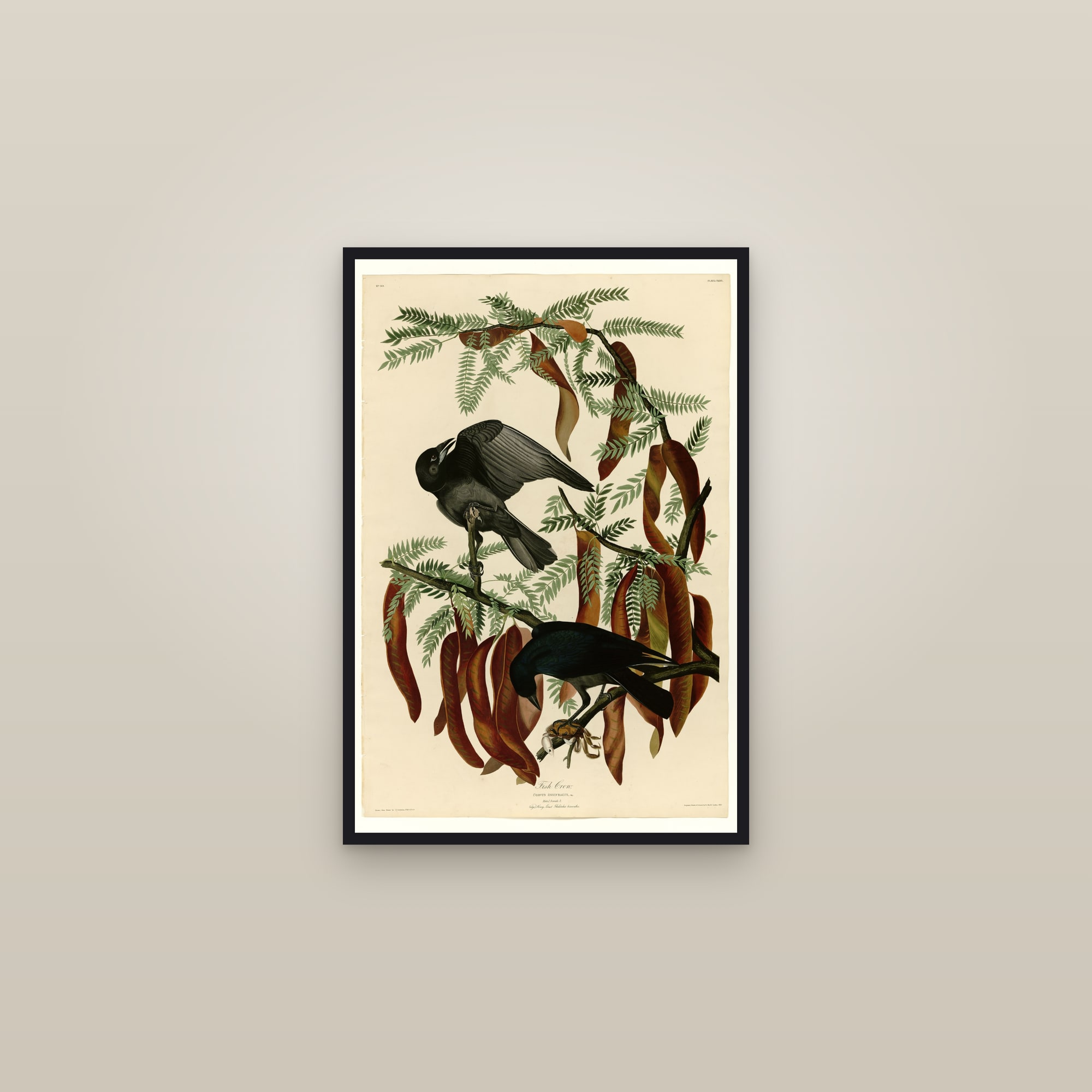 Fish Crow — framed in a gallery setting