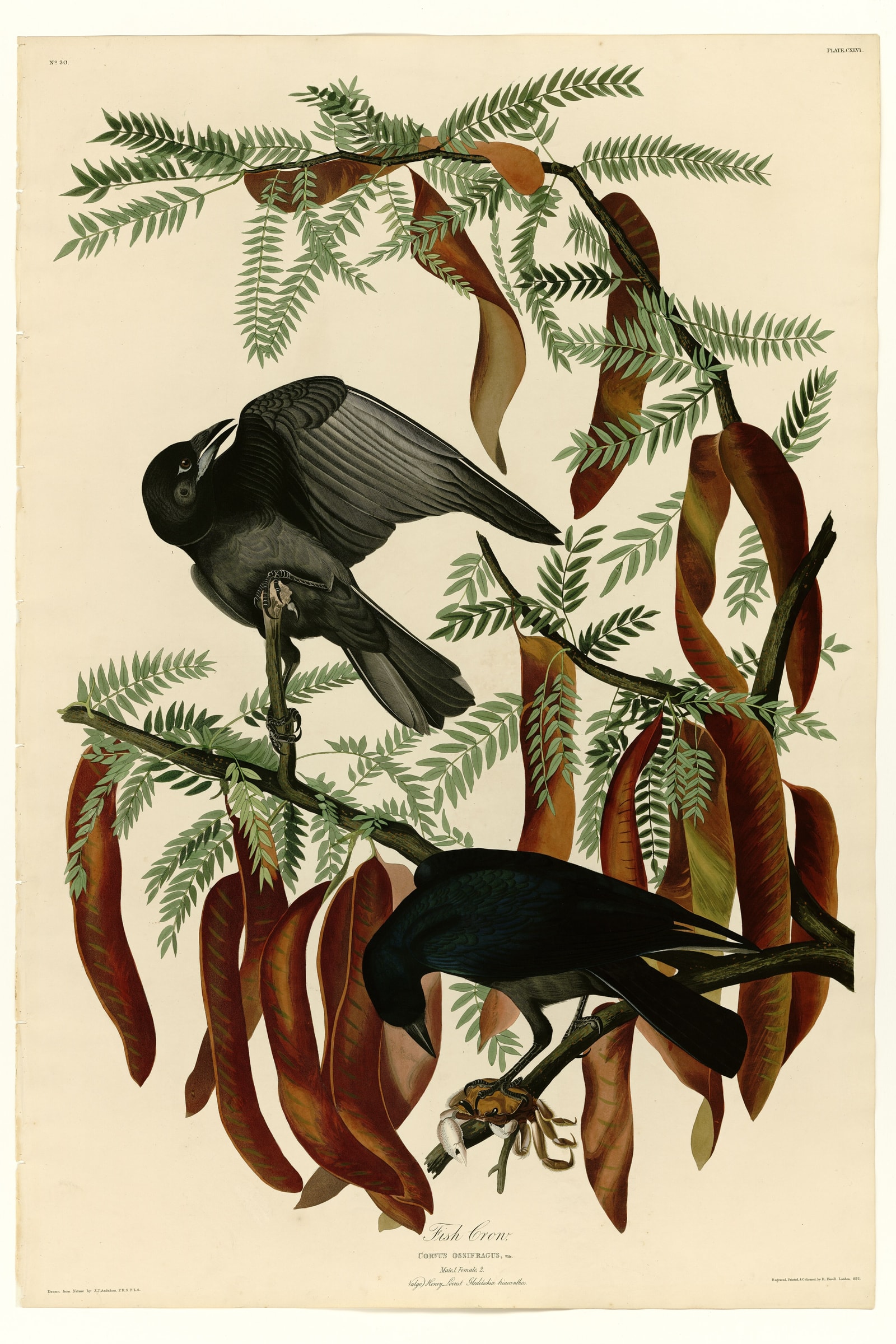 Fish Crow