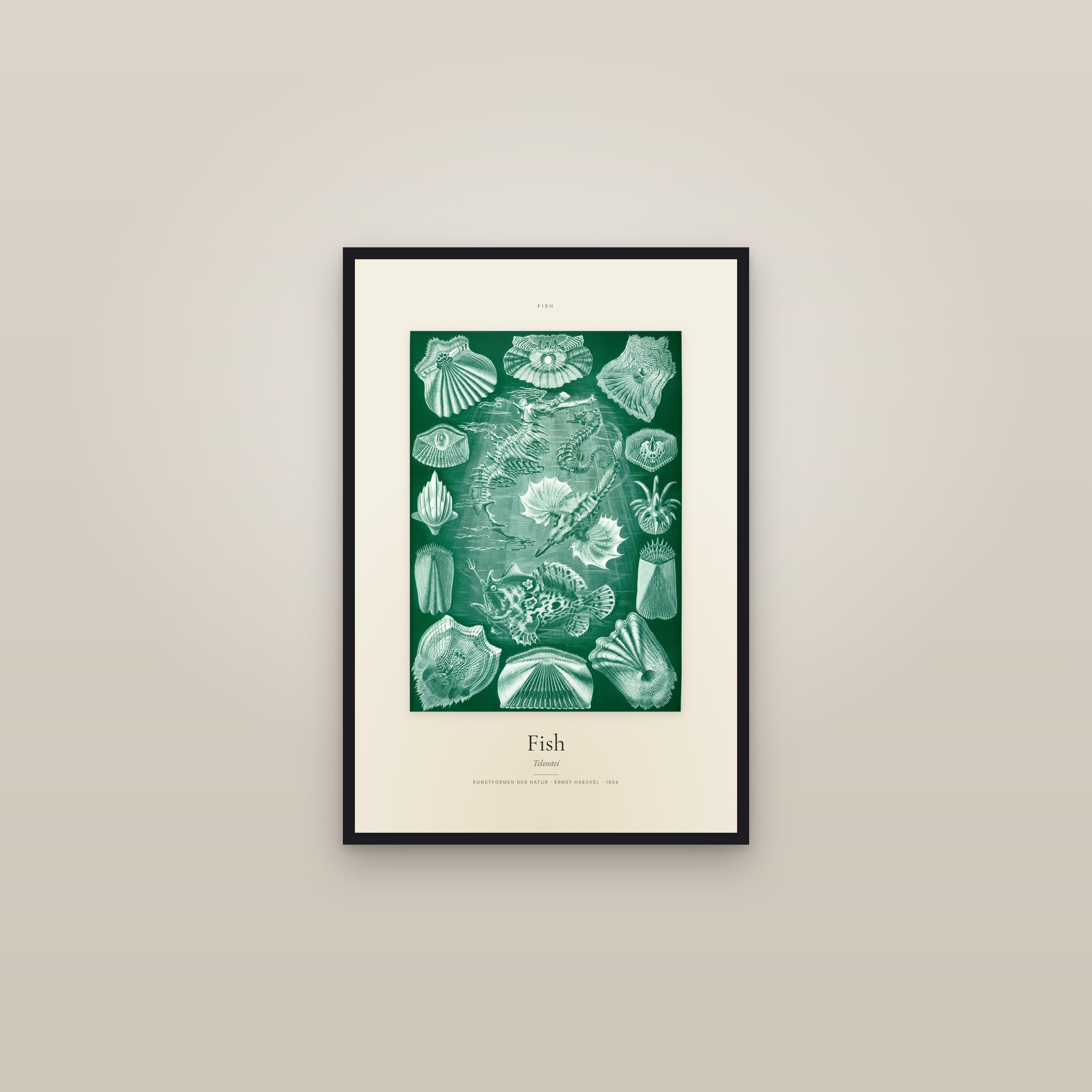 Fish — Specimen — framed in a gallery setting