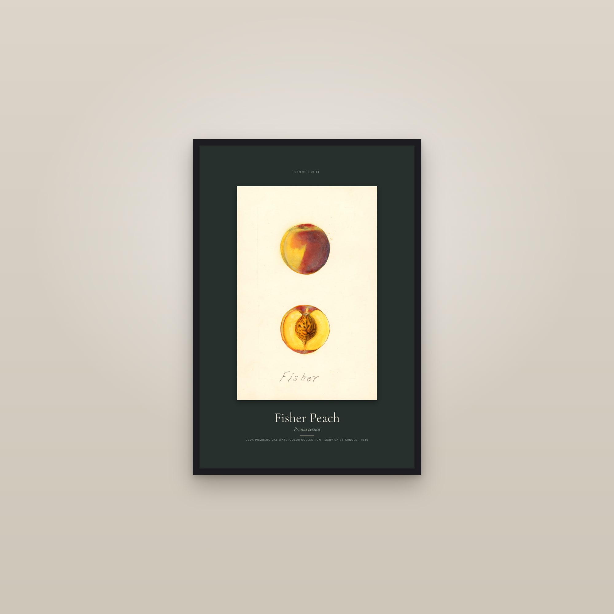 Fisher Peach — Specimen — framed in a gallery setting