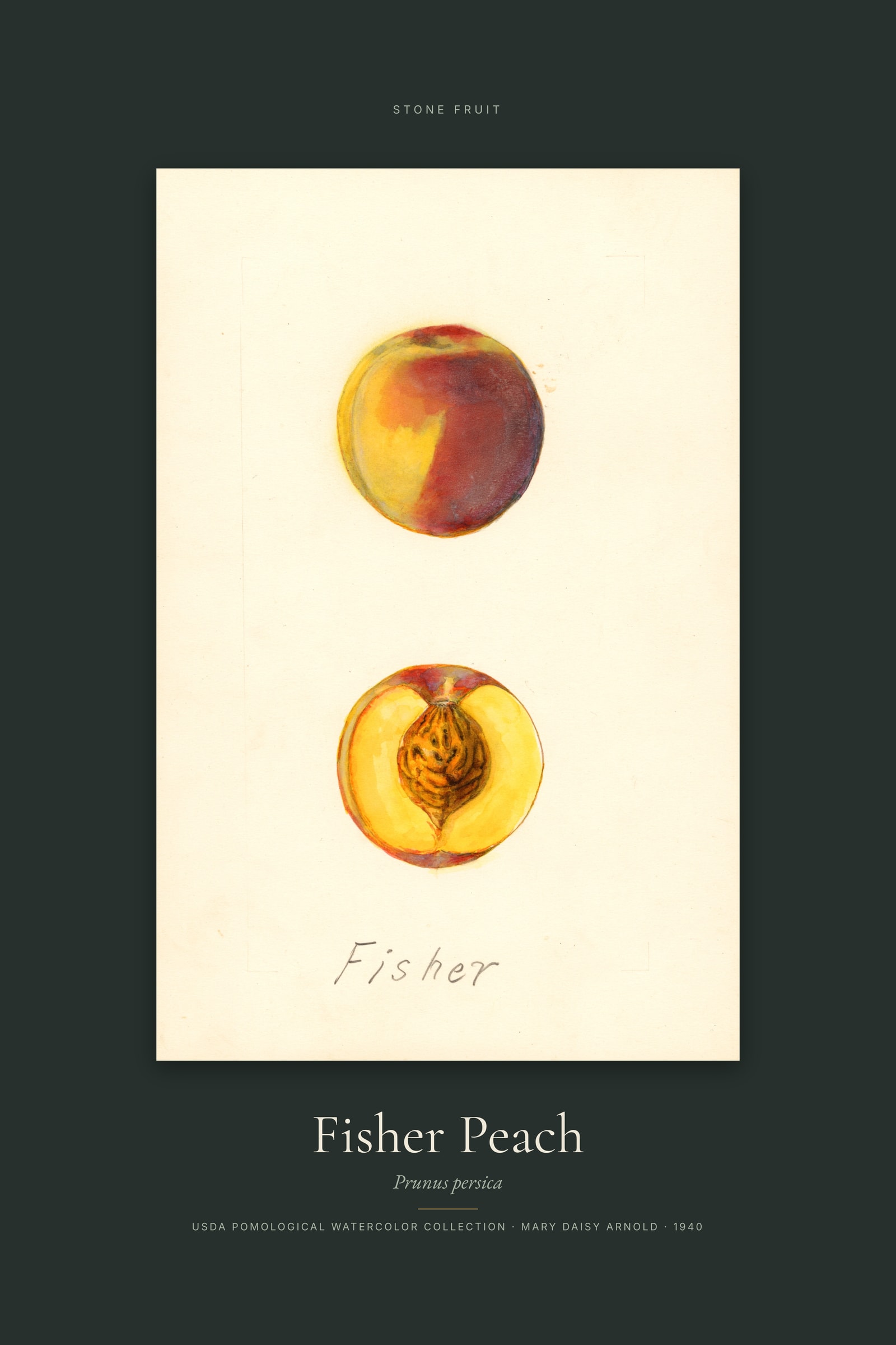 Fisher Peach — Specimen