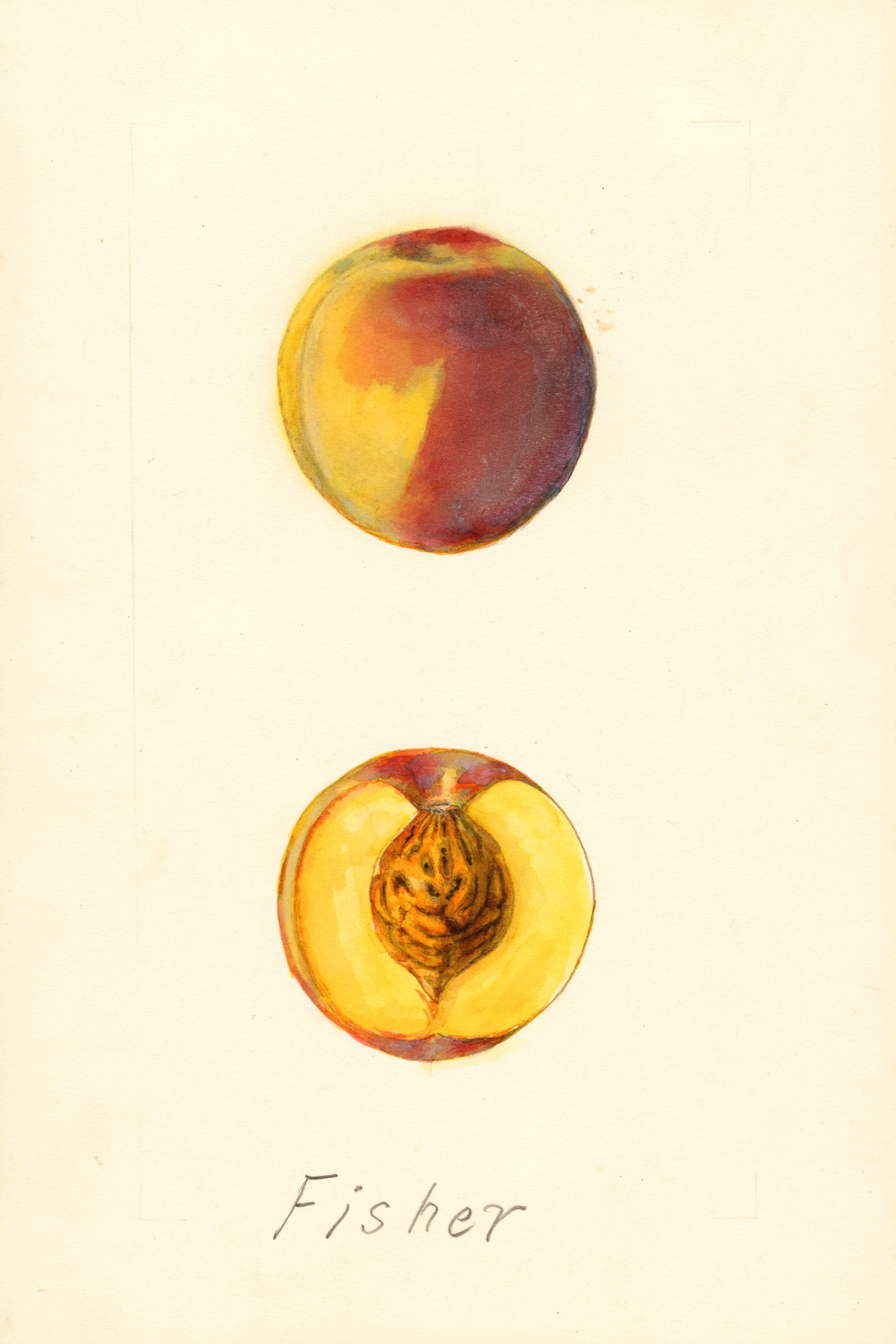 Fisher Peach