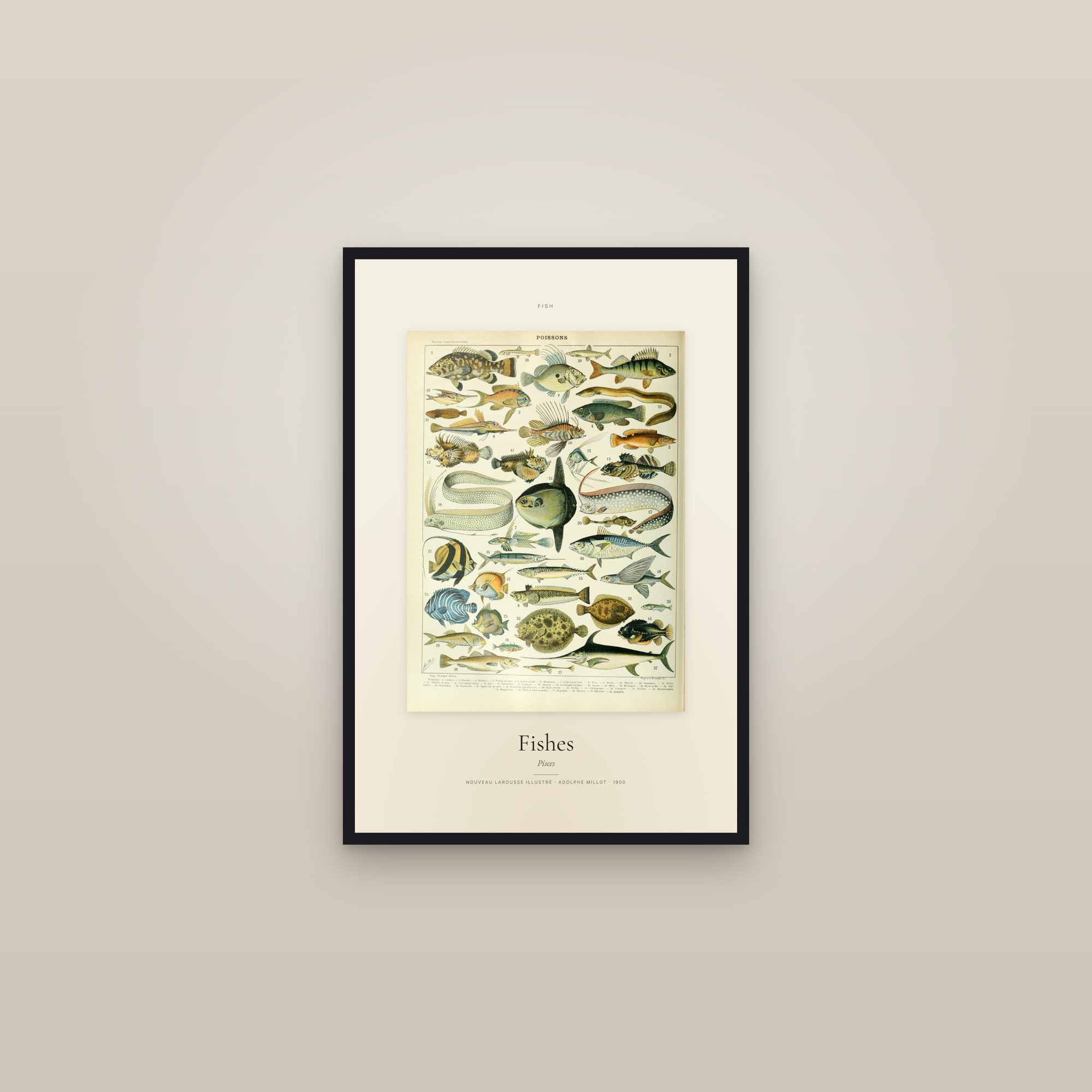 Fishes — Specimen — framed in a gallery setting