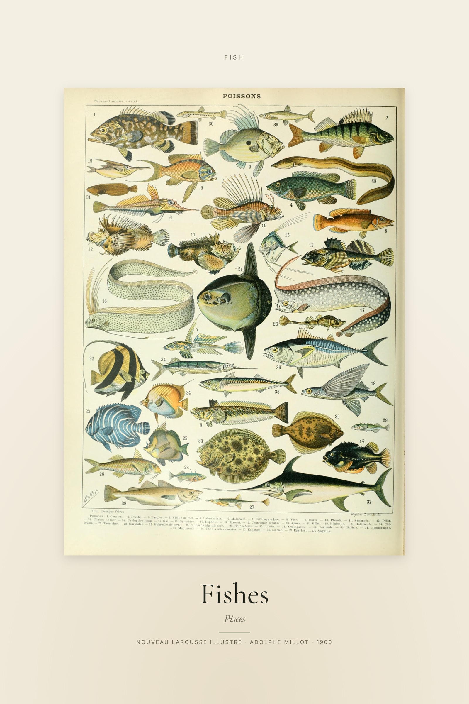 Fishes — Specimen