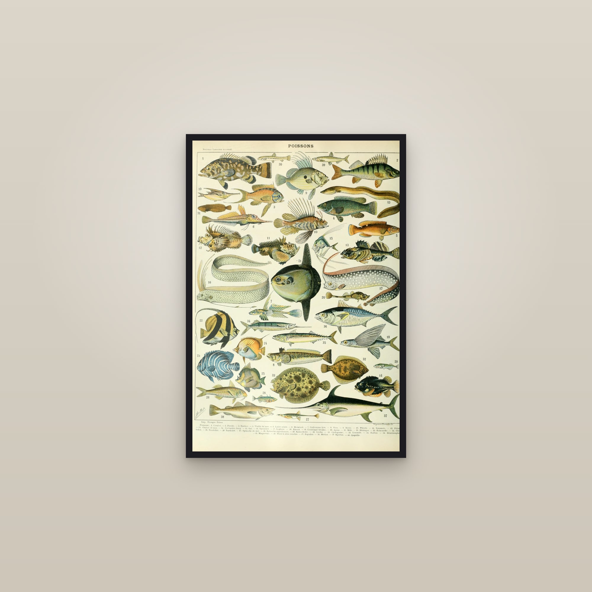 Fishes — framed in a gallery setting