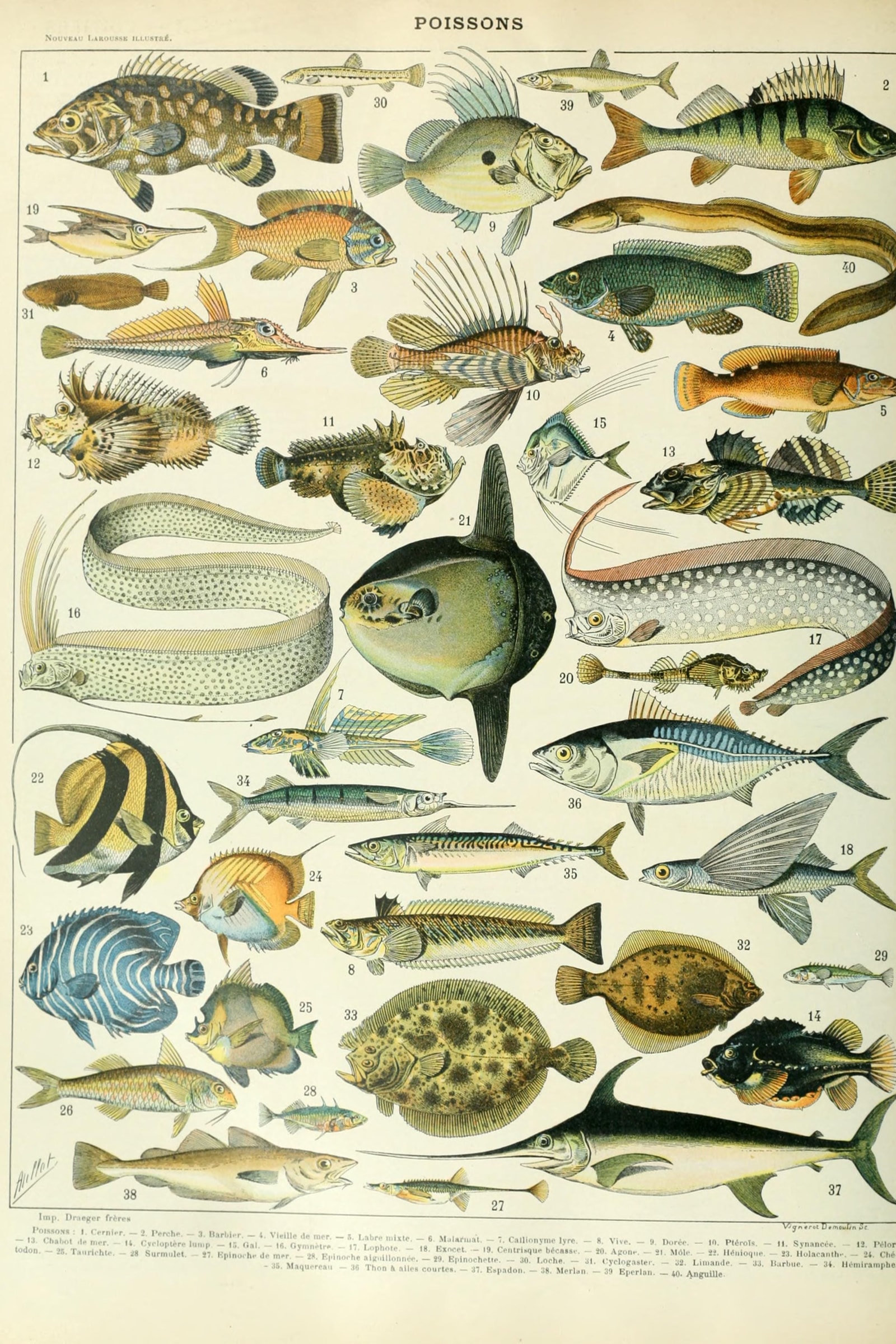 Fishes