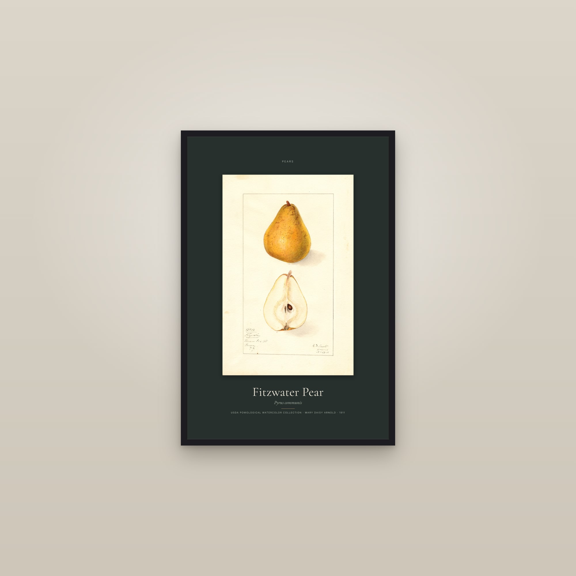Fitzwater Pear — Specimen — framed in a gallery setting