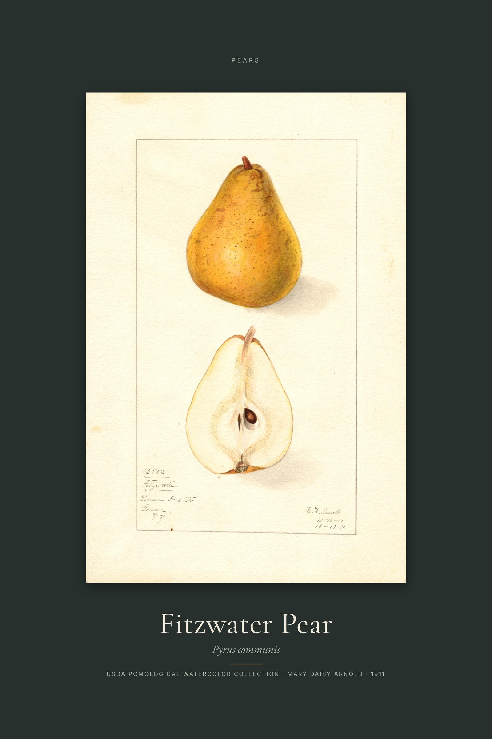 Fitzwater Pear — Specimen