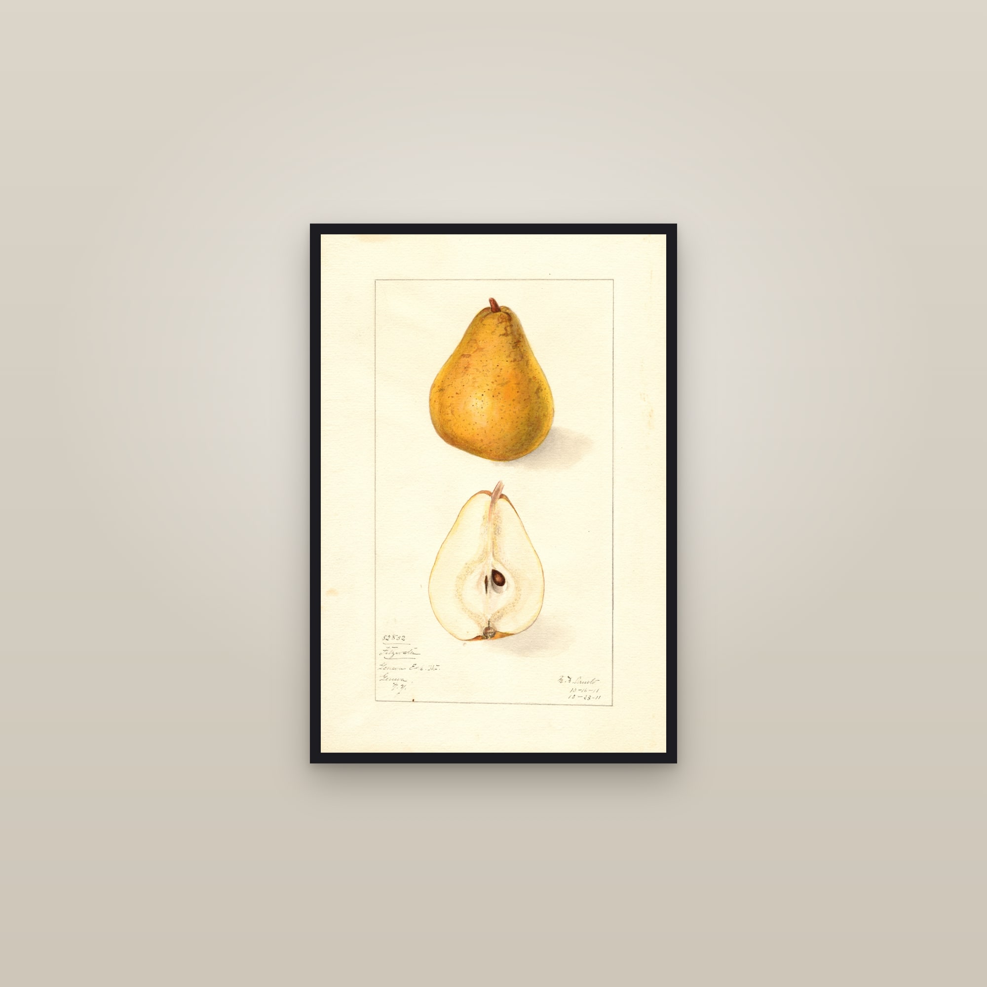 Fitzwater Pear — framed in a gallery setting