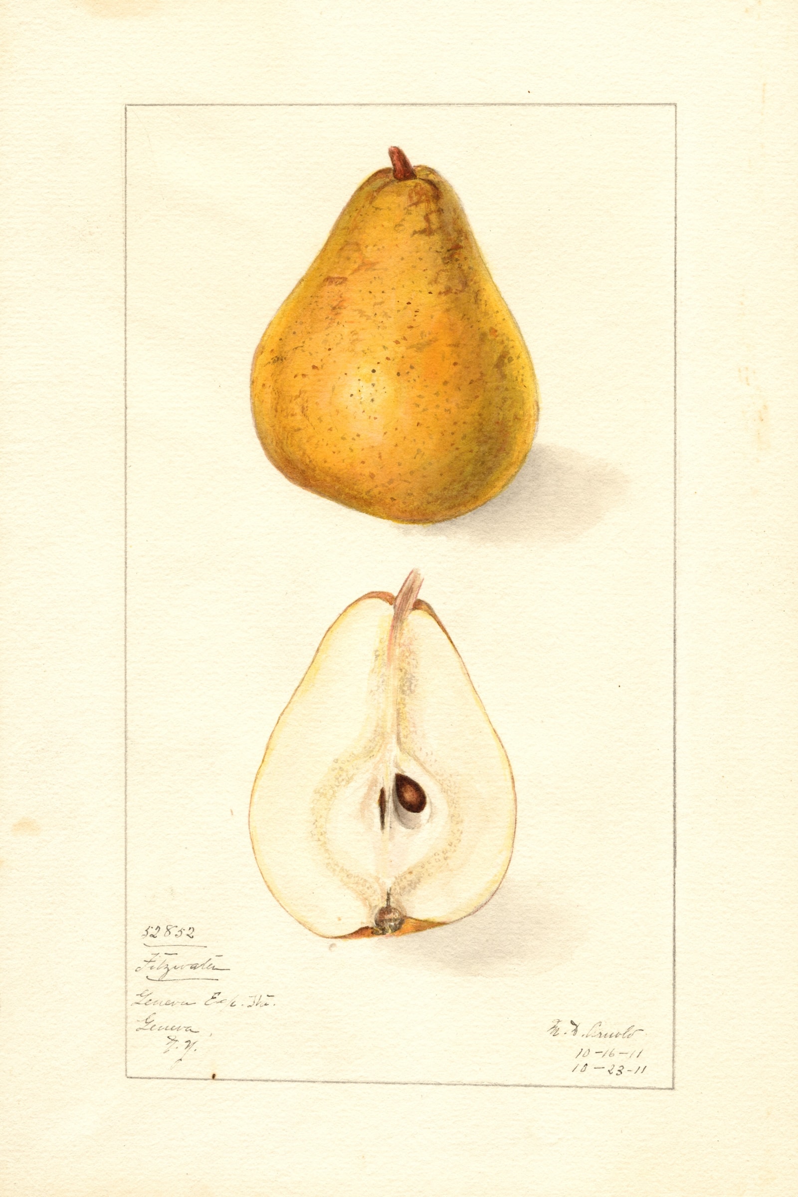 Fitzwater Pear