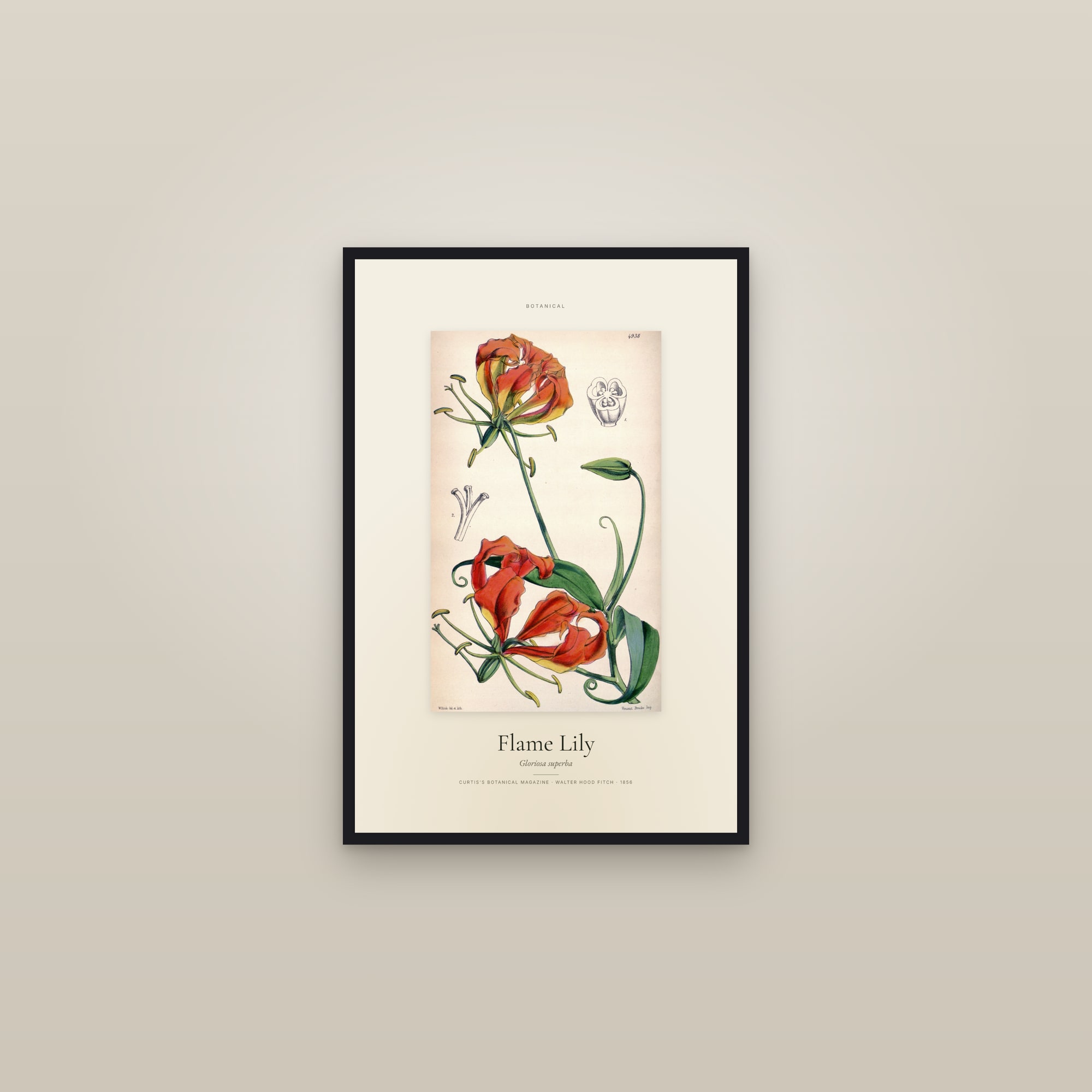 Flame Lily — Specimen — framed in a gallery setting