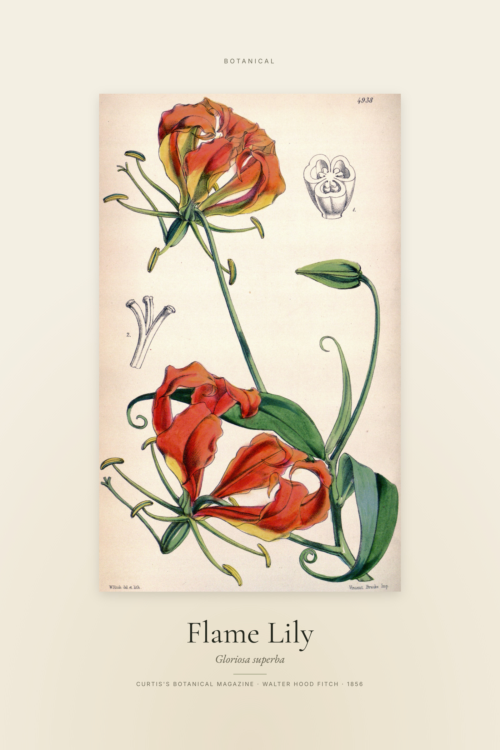 Flame Lily — Specimen