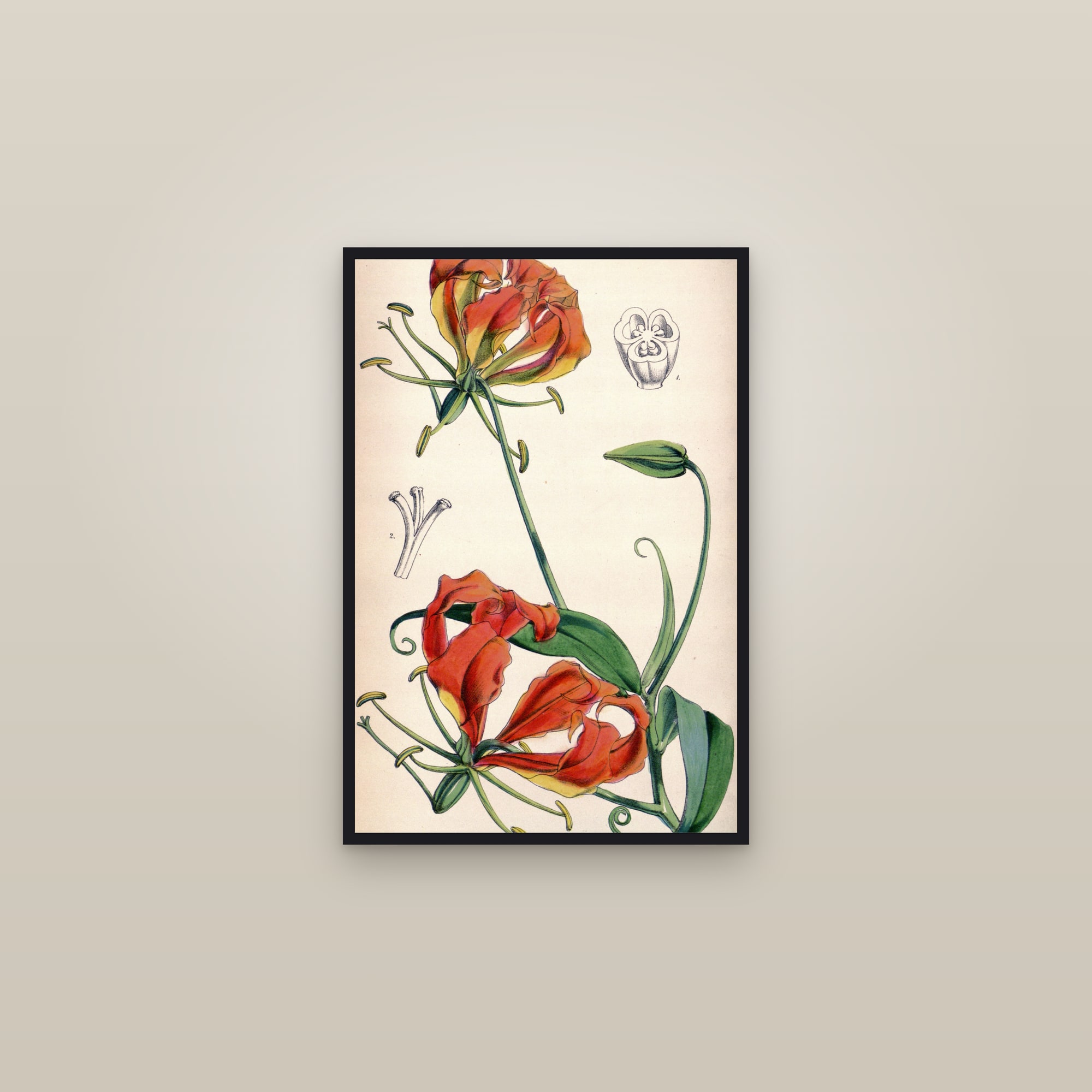 Flame Lily — framed in a gallery setting